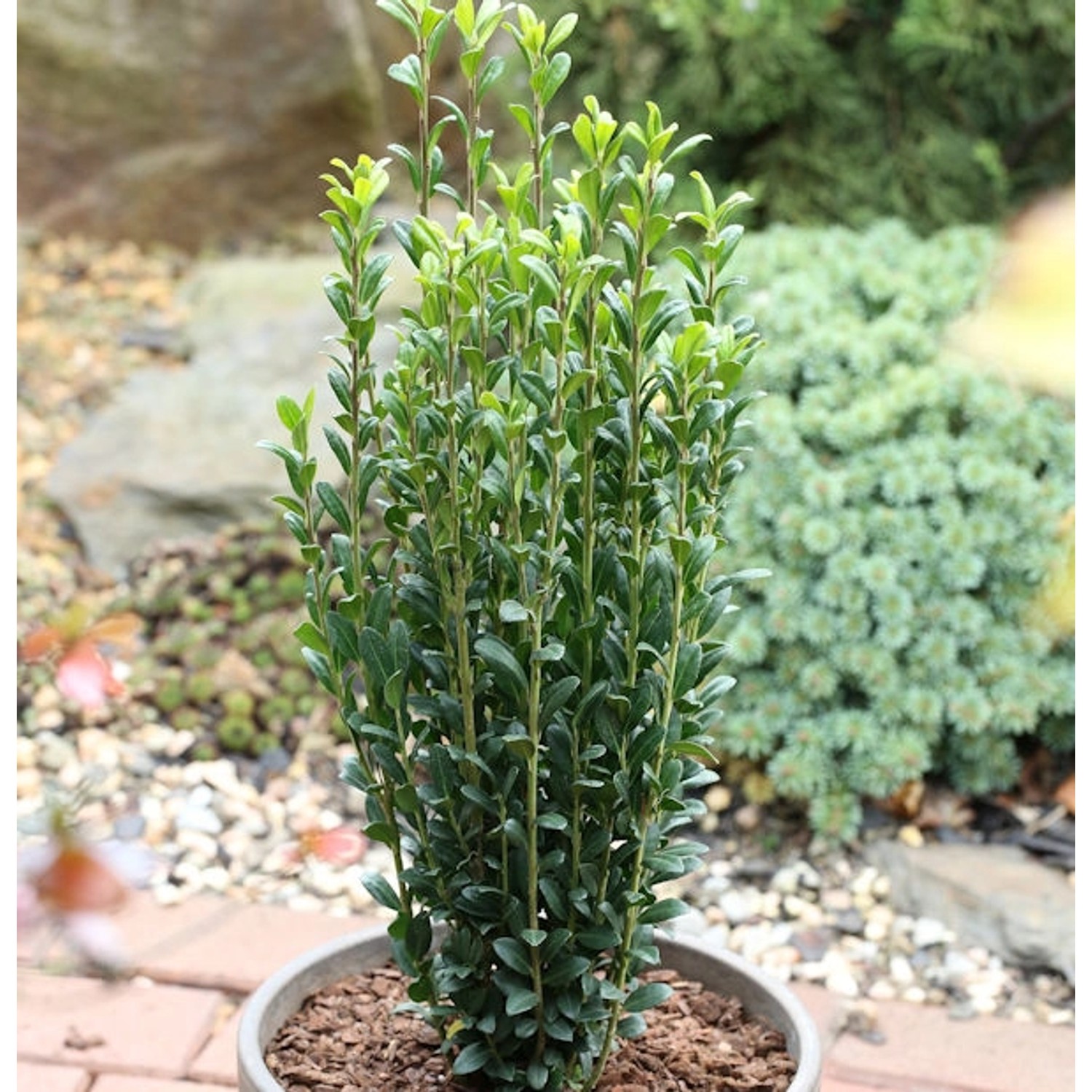 Säulen Bergilex Stechpalme 20-25cm - ilex crenata günstig online kaufen