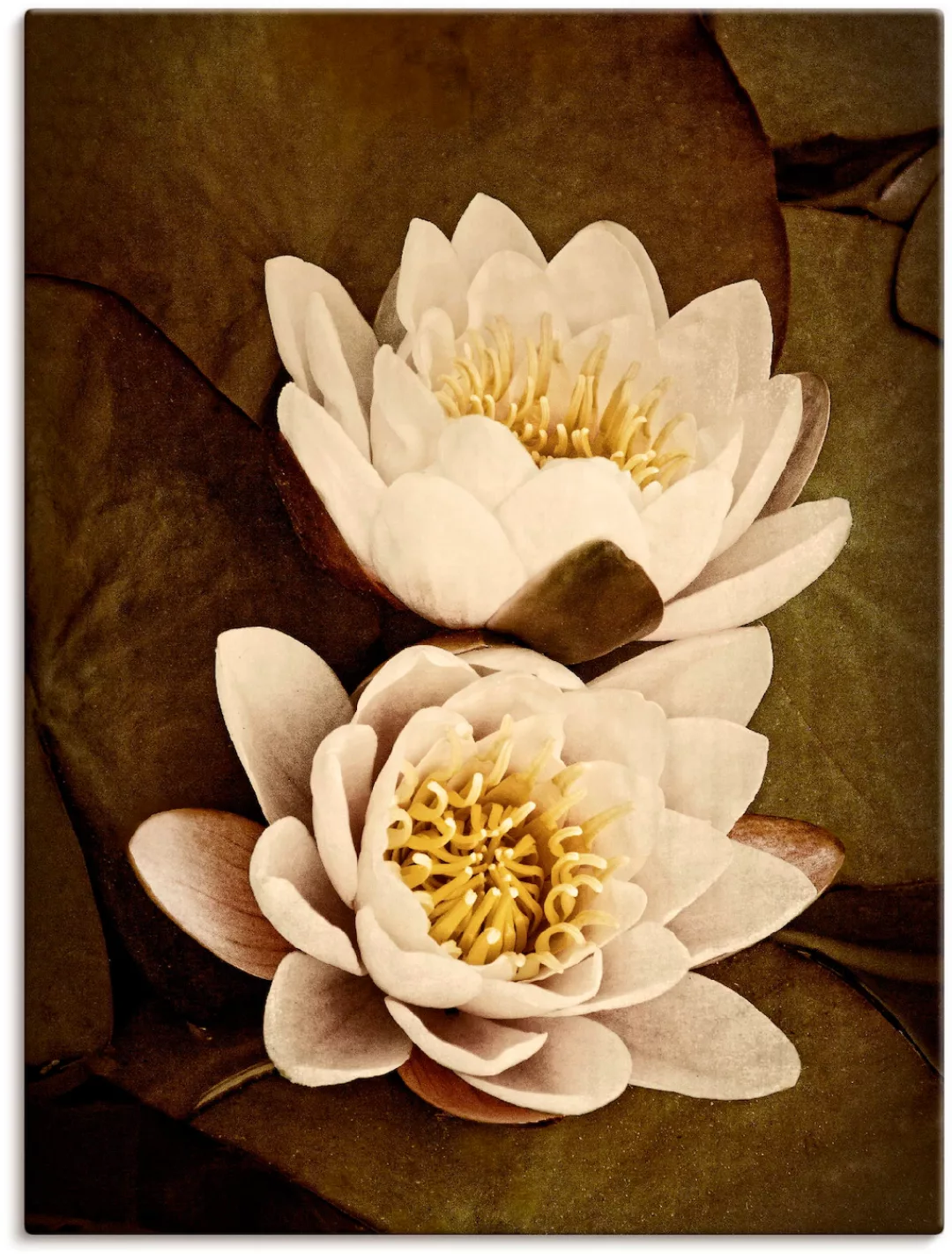 Artland Leinwandbild "Seerosenblätter Duo", Blumen, (1 St.), auf Keilrahmen günstig online kaufen