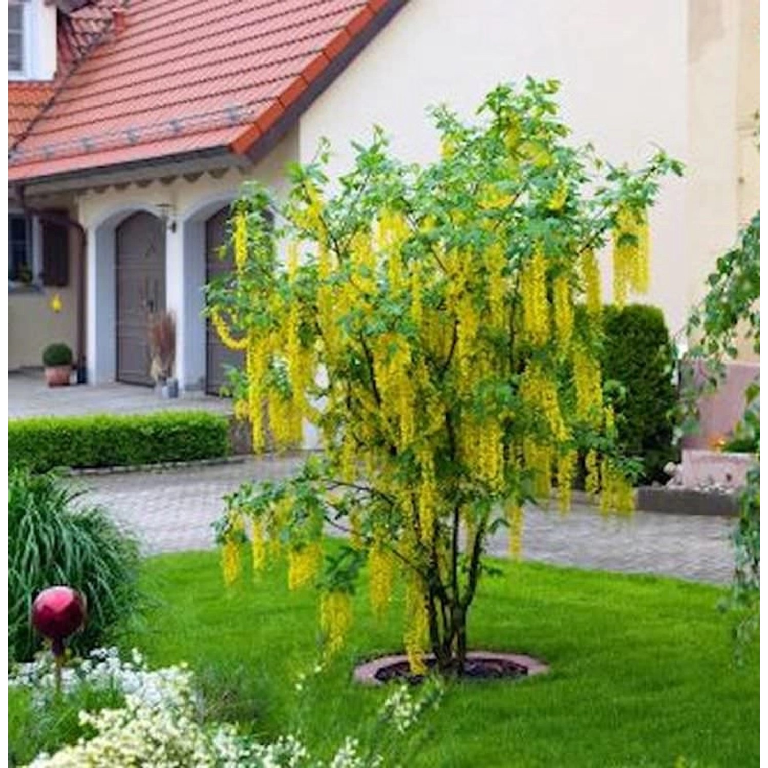 Hochstamm Edel Goldregen 80-100cm - Laburnum watereri Vossii günstig online kaufen