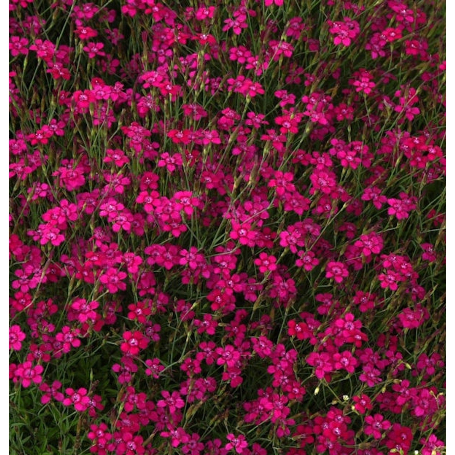 Heidennelke Brilliant - Dianthus deltoides günstig online kaufen