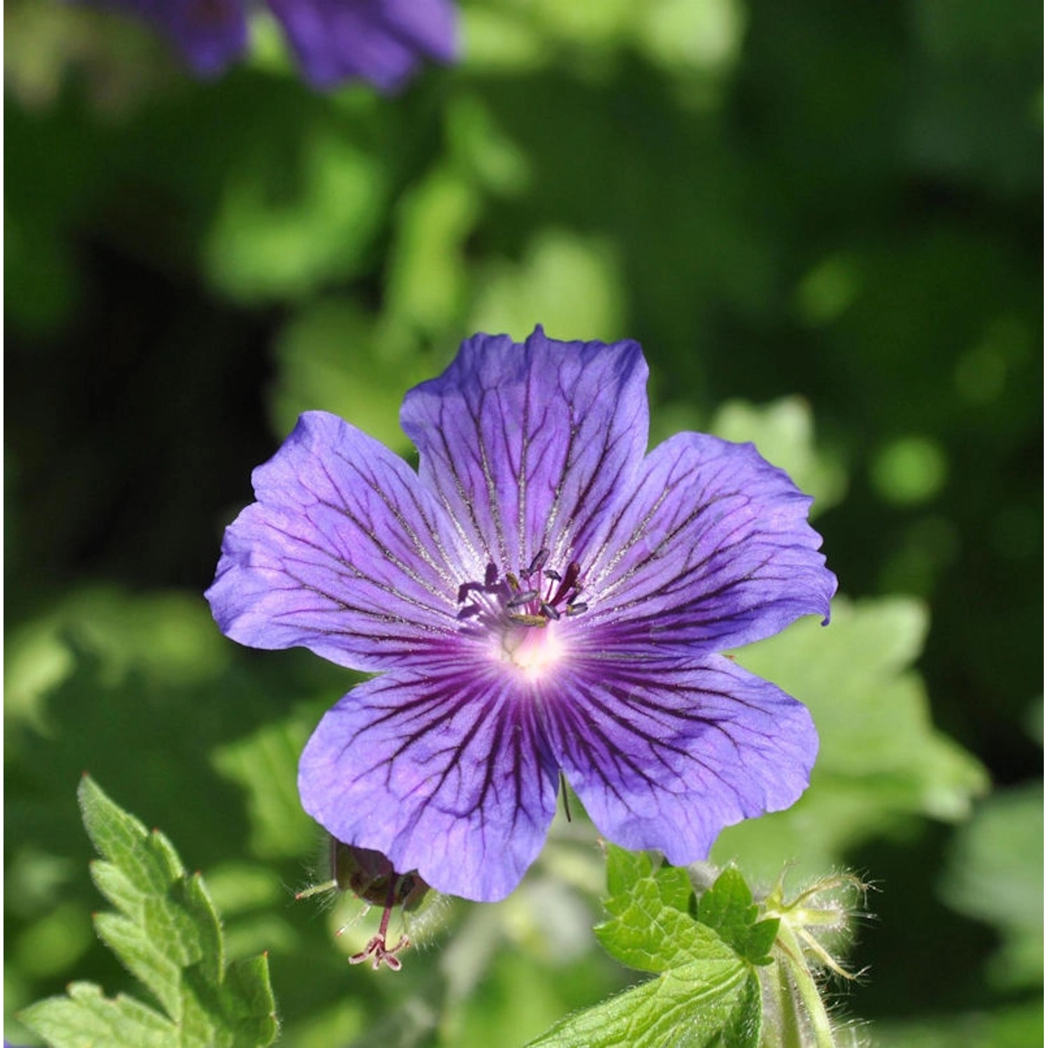 Blauviolett Storchenschnabel Vital - Geranium ibericum günstig online kaufen