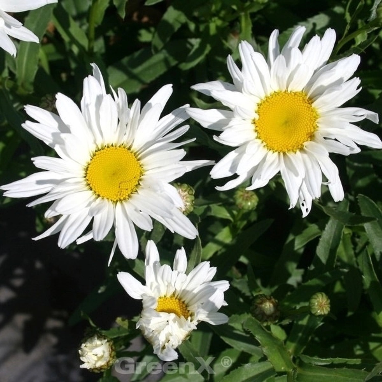 Gartenmargerite Polaris - Leucanthemum superbum günstig online kaufen