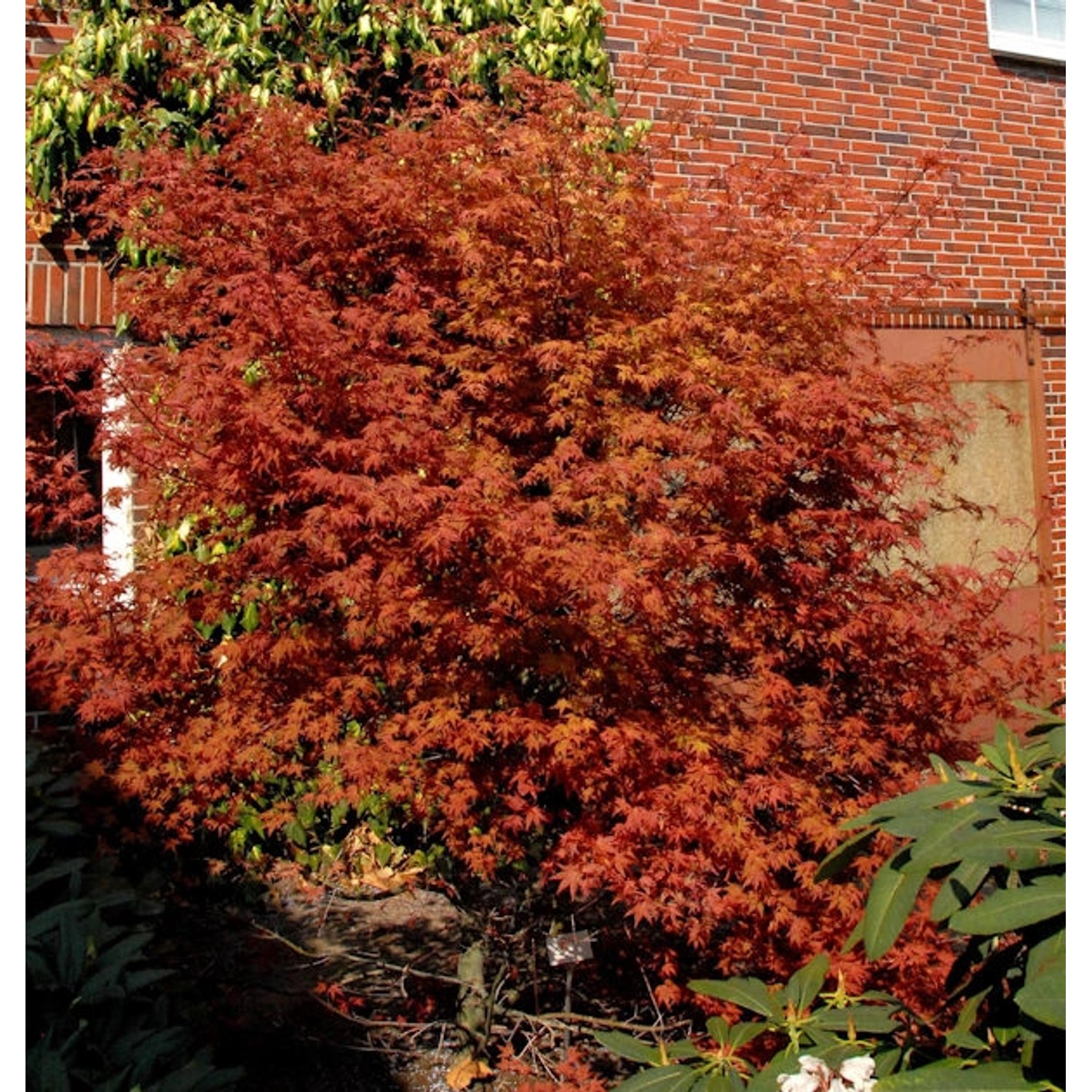 Rotaustreibender Fächerahorn Deshojo 60-80cm - Acer palmatum günstig online kaufen