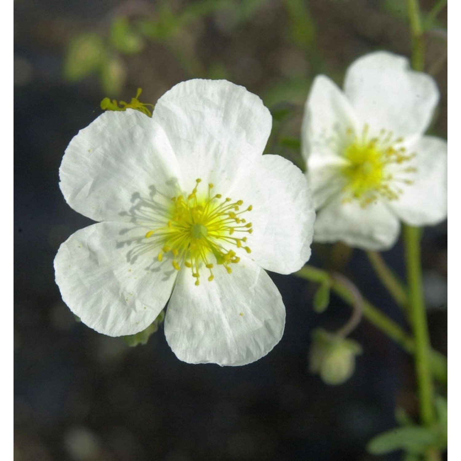 Sonnenröschen Eisbär - Helianthemum günstig online kaufen