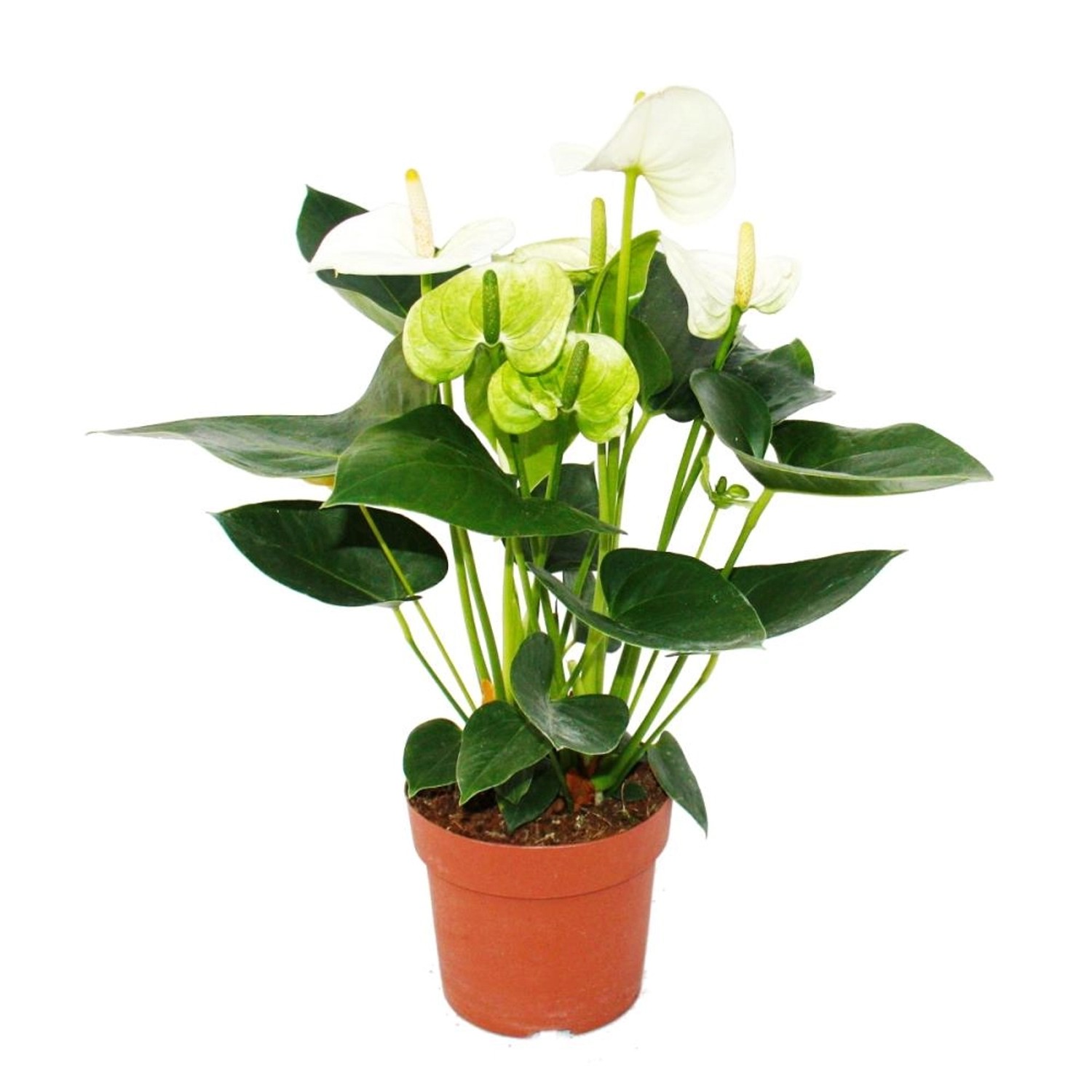 Exotenherz Flamingoblume Sierra White Weiss Anthurium Andreanum 14cm günstig online kaufen