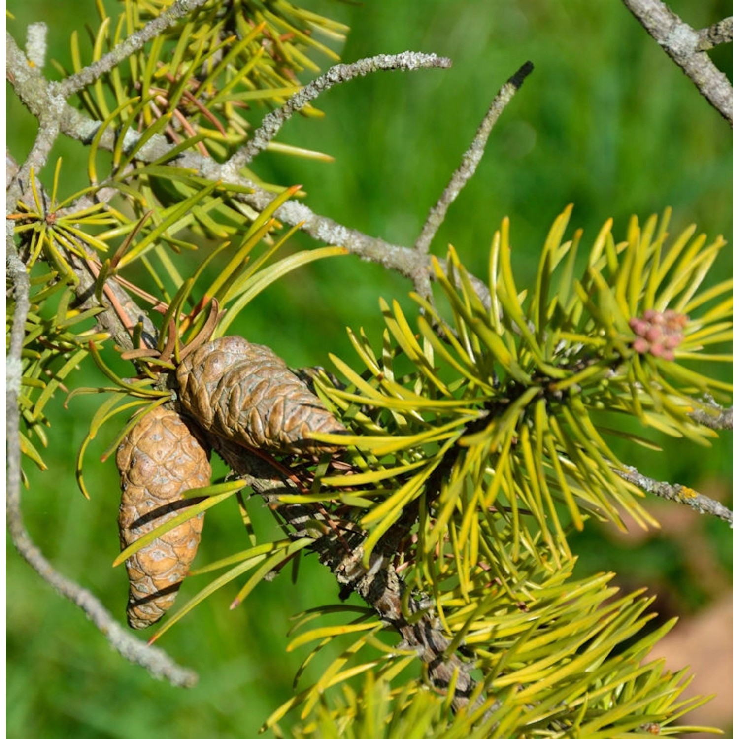 Banks Kiefer 70-80cm - Pinus banksiana günstig online kaufen