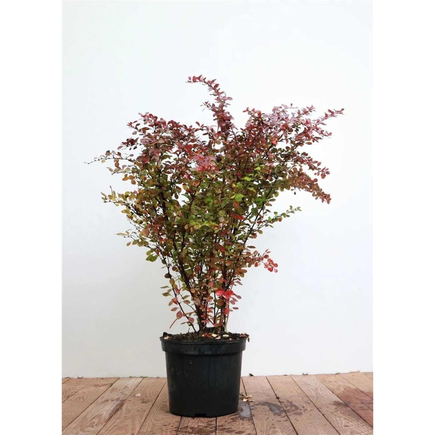 Berberis thunbergii 'Atropurpurea' 60-80 cm günstig online kaufen
