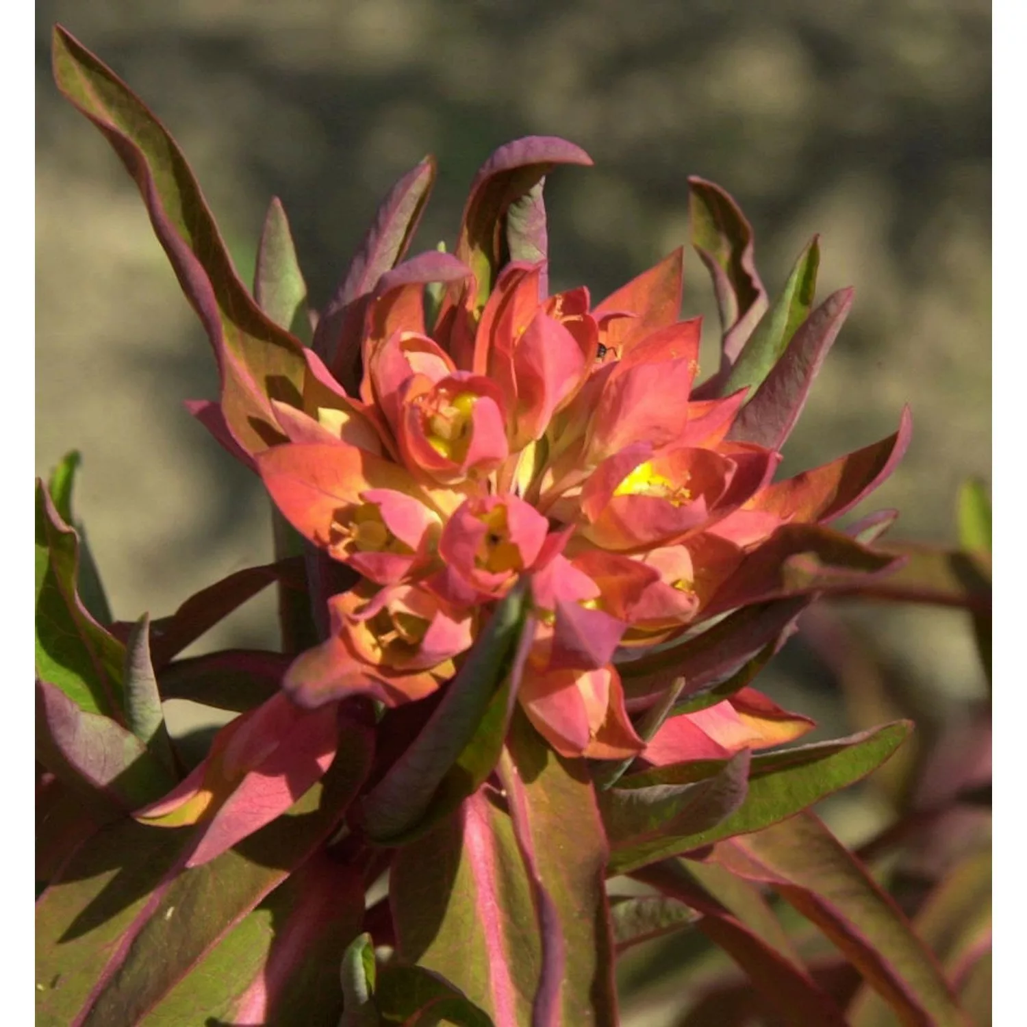 Himalaja Wolfsmilch Fireglow - Euphorbia griffithii günstig online kaufen