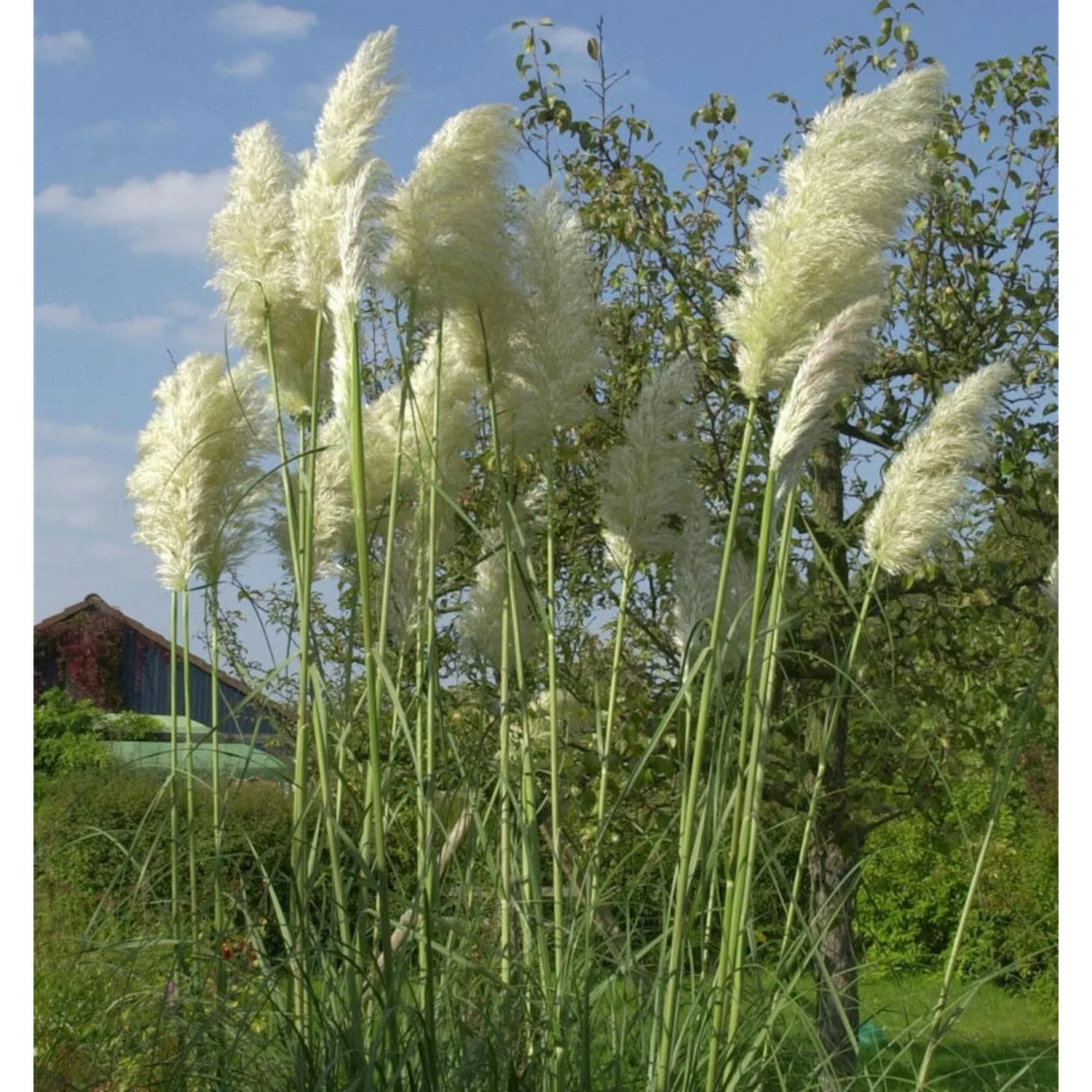 Pampasgras weiße Wedel - Cortaderia selloana günstig online kaufen