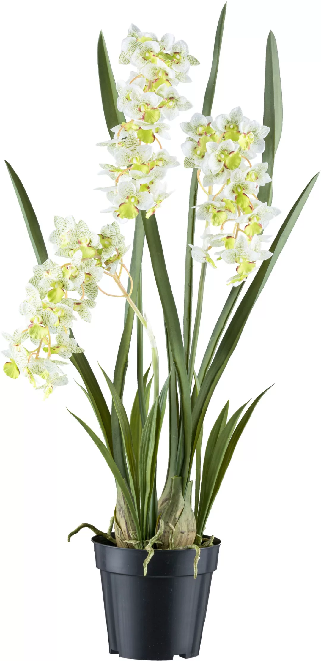 Creativ green Kunstorchidee "Orchidee Cymbidie orientalis", mit zahlreichen günstig online kaufen