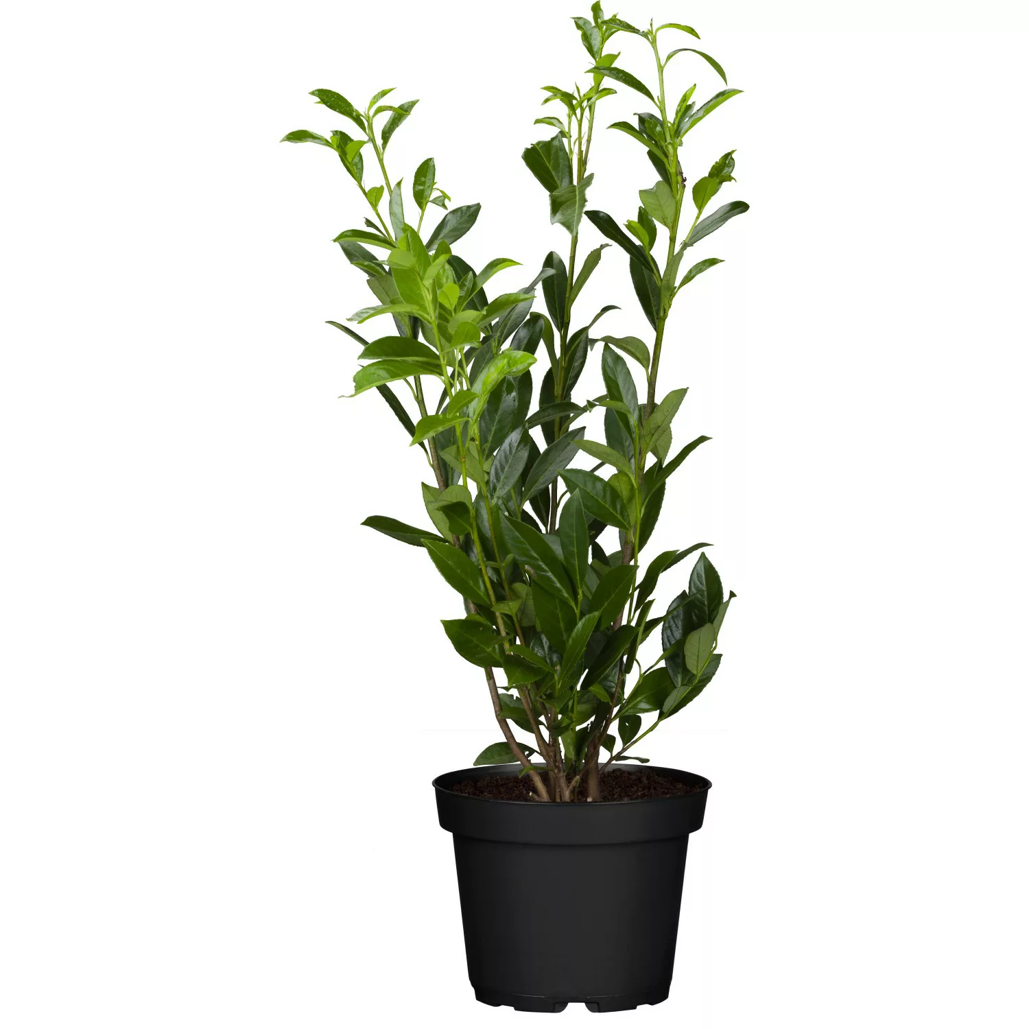 Kirschlorbeer Genolia Höhe ca. 60 - 80 cm Topf ca. 7 l Prunus laurocerasus günstig online kaufen