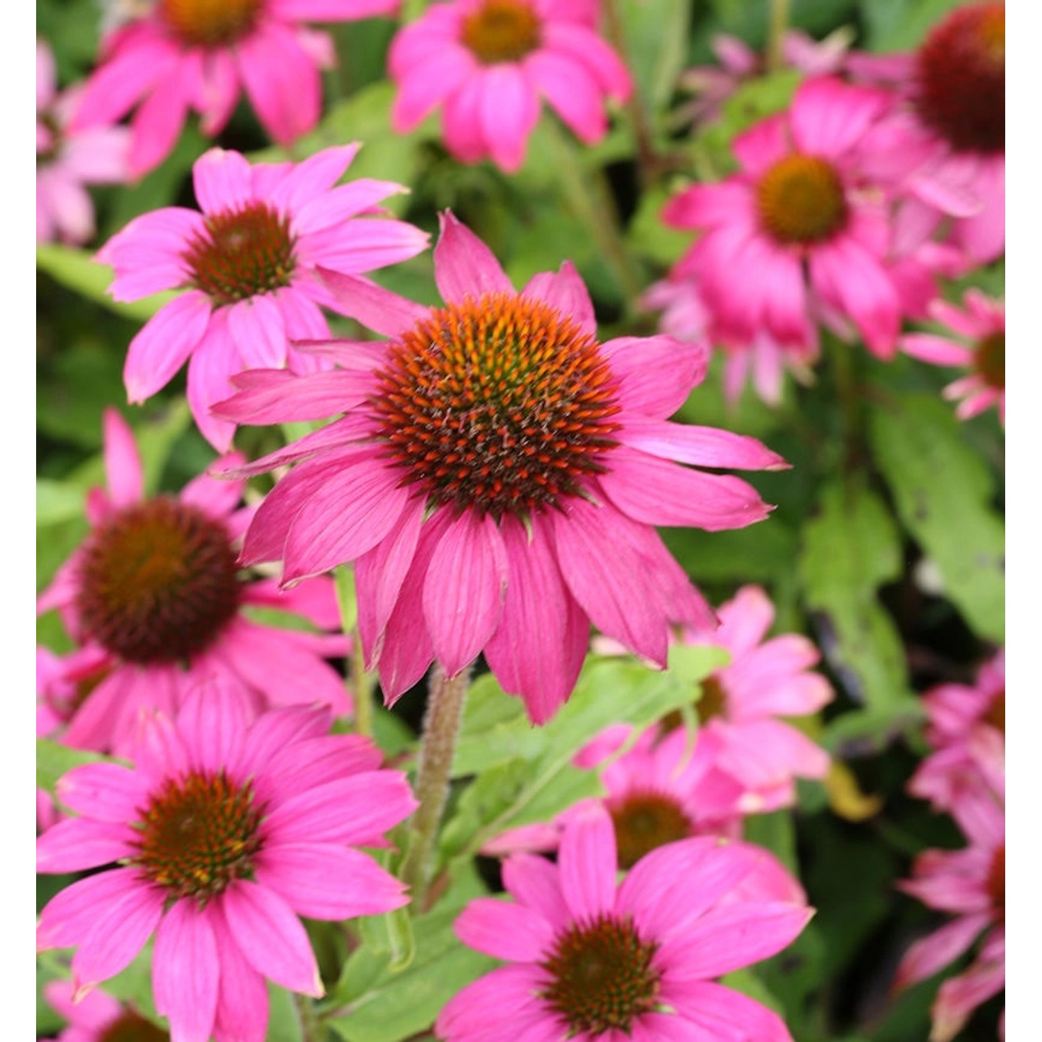 Sonnenhut Pow Wow Wild Berry - Echinacea purpurea günstig online kaufen