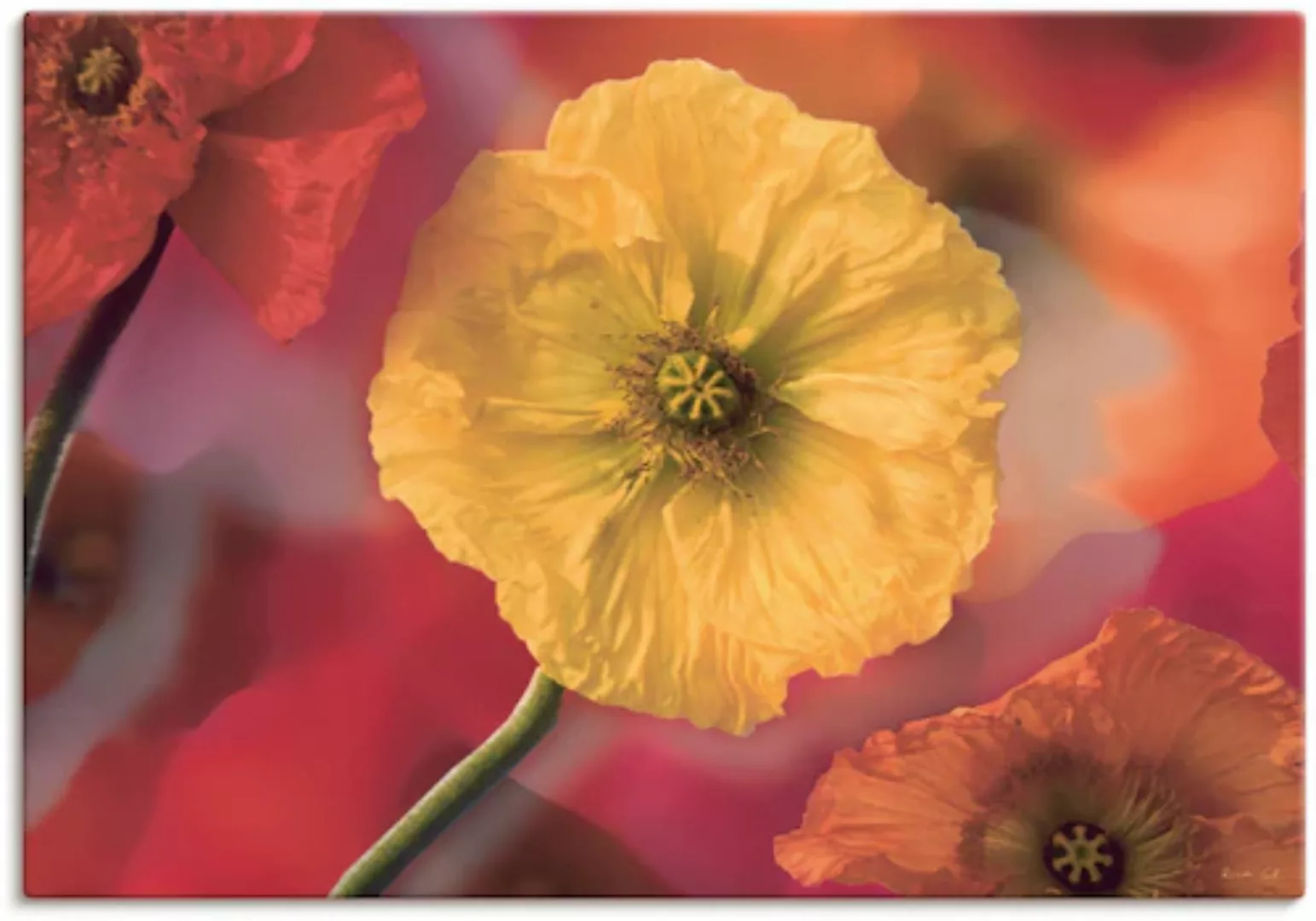 Artland Wandbild "Fotokollage Mohnblumen", Blumenbilder, (1 St.) günstig online kaufen