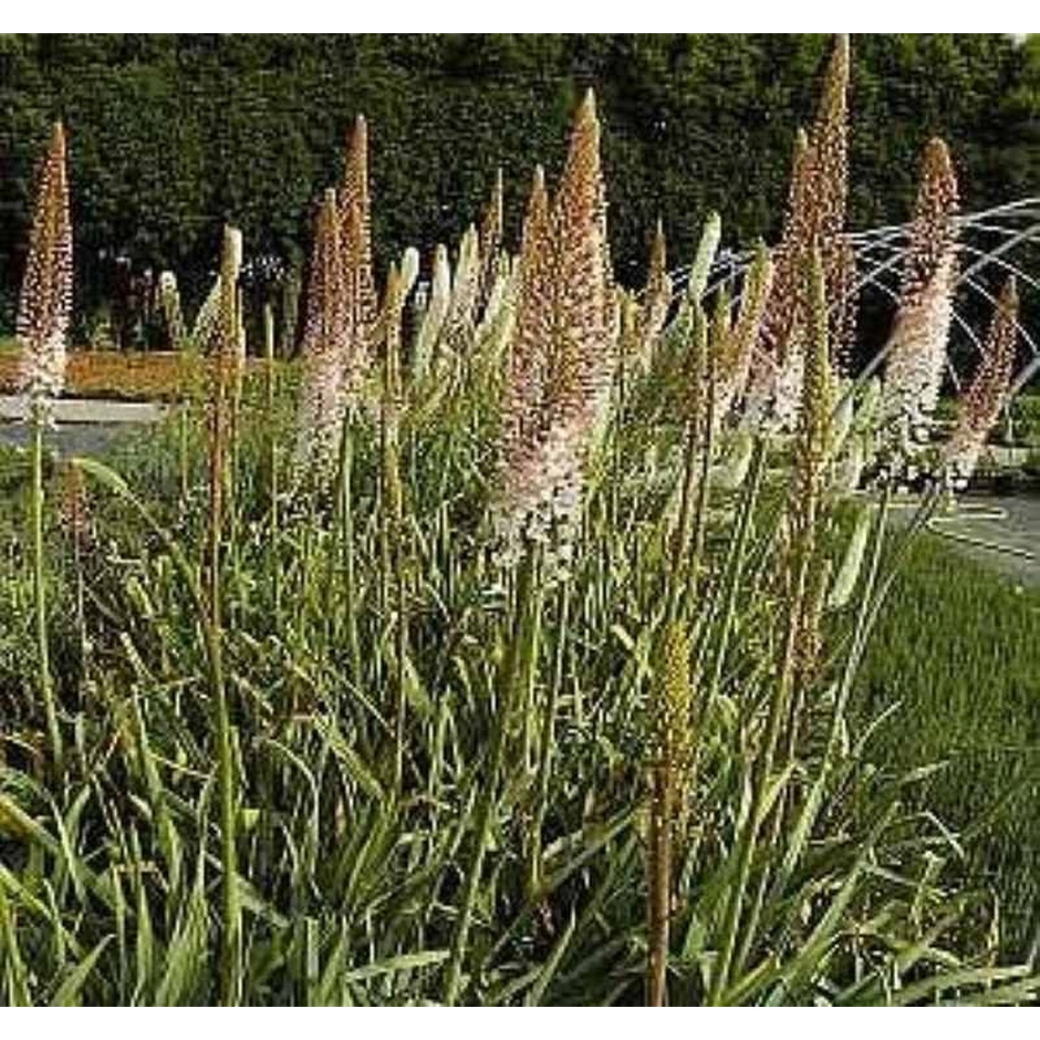 Steppenkerze Ruiters - Eremurus isabellinus günstig online kaufen