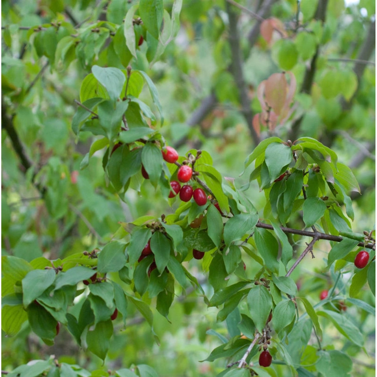 Kornelkirsche Shan 80-100cm - Cornus mas günstig online kaufen