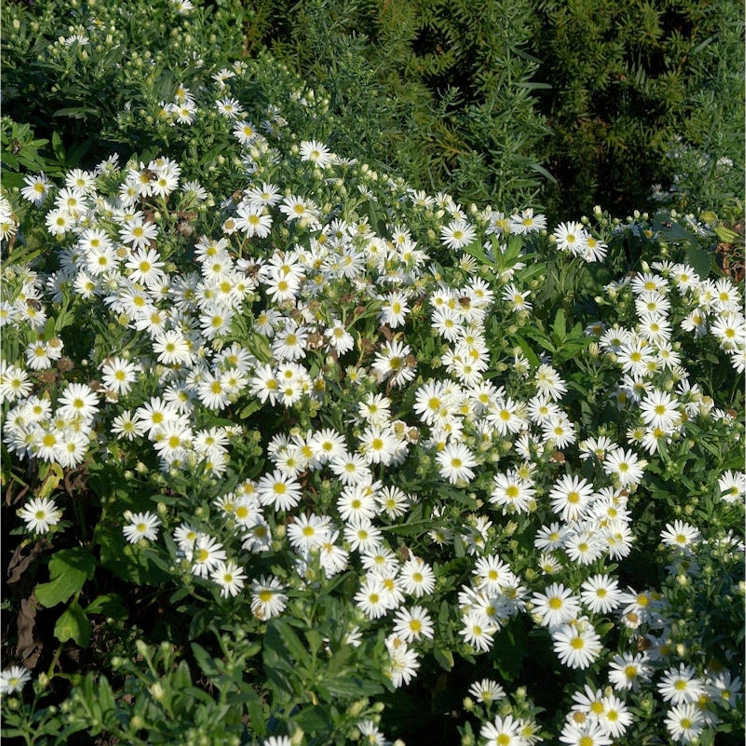 Myrtenaster Golden Spray - Aster alpinus günstig online kaufen