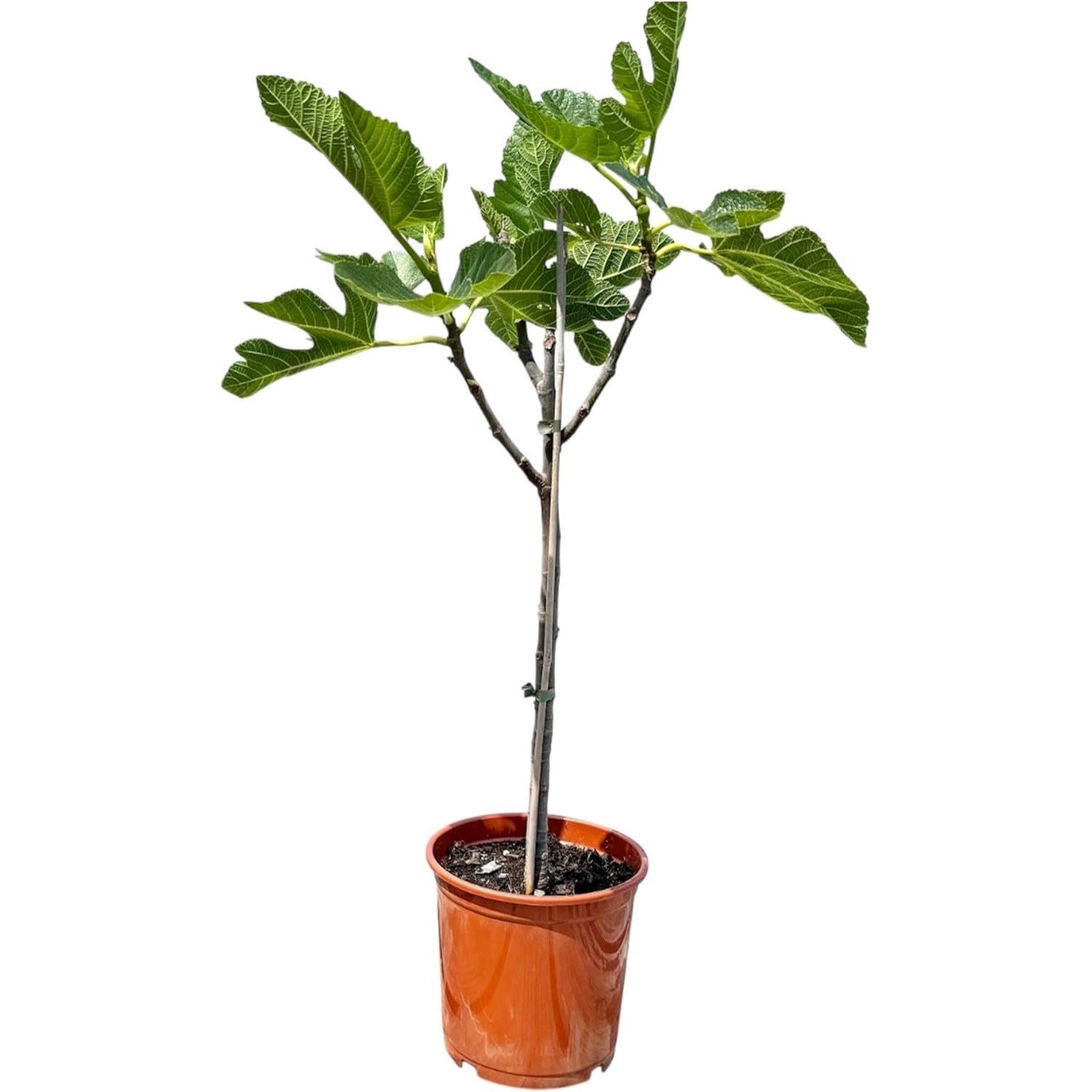 Sunny-Tree Feigenbaum Obstbaum Ficus Carica mit Süße Essbare Feige 100 cm W günstig online kaufen