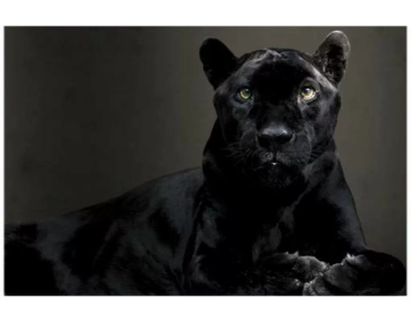 Fensterfolie Black Puma günstig online kaufen