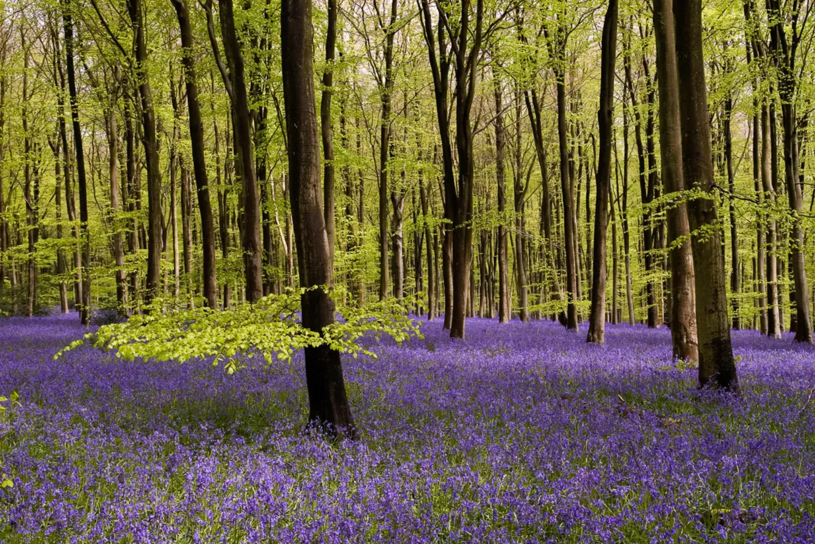 Papermoon Fototapete »Wald mit Blumenwiese« günstig online kaufen