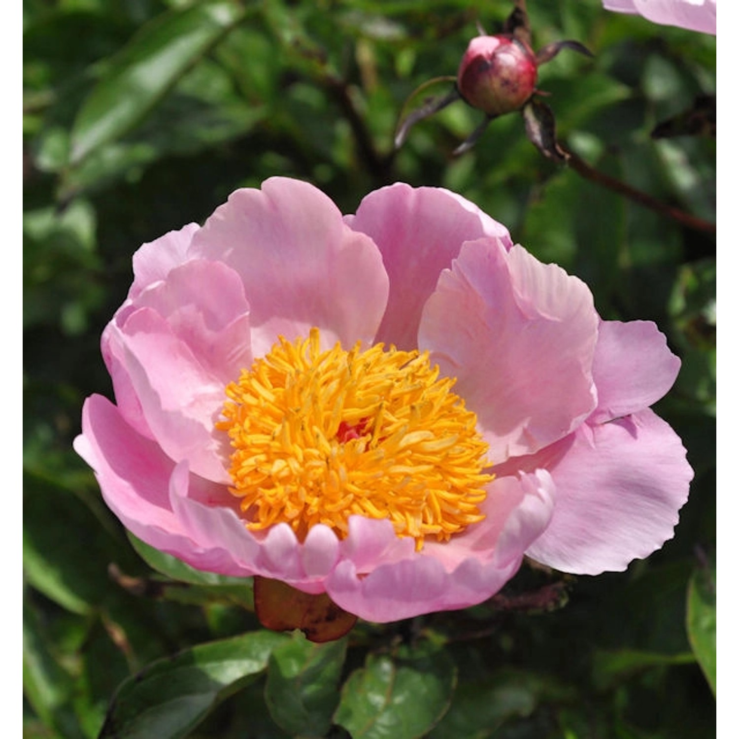 Edelpfingstrose Holbein - Paeonia lactiflora günstig online kaufen