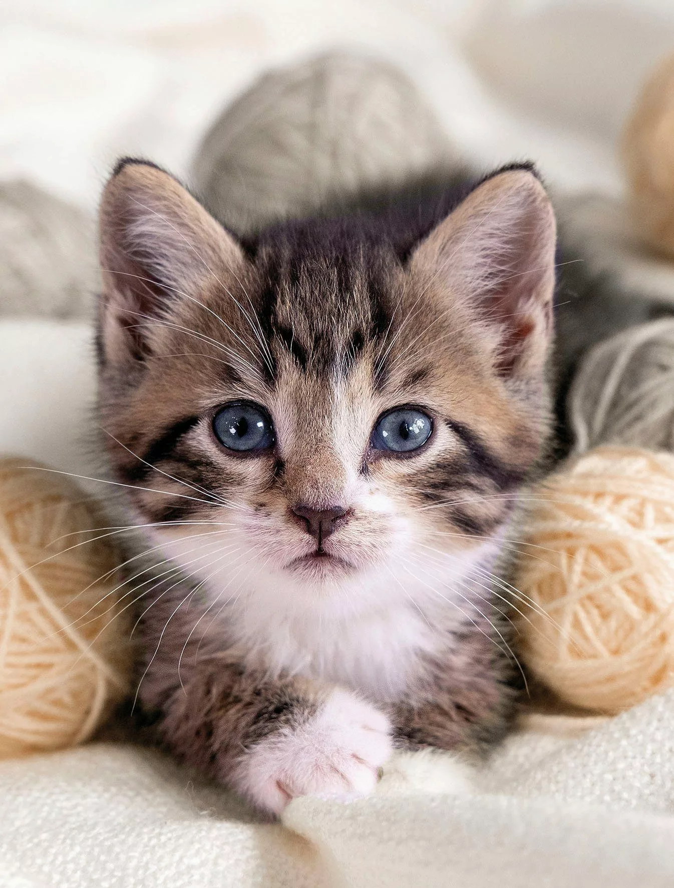 KiNZLER Wohndecke »Mikrofaser Fotodruck "Katze"« günstig online kaufen