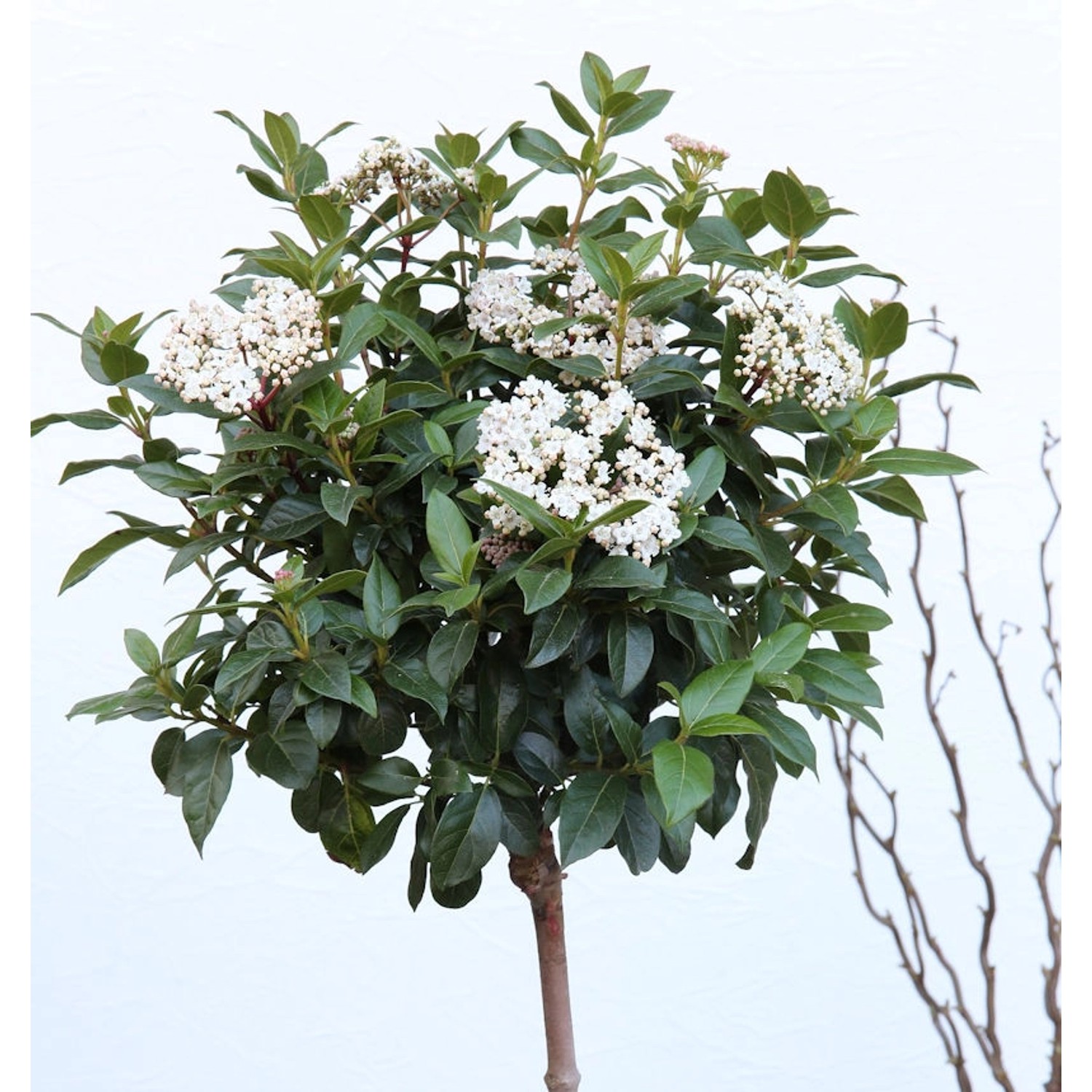 Hochstamm Wintergrüner Schneeball Winton 80-100cm - Viburnum hillieri günstig online kaufen