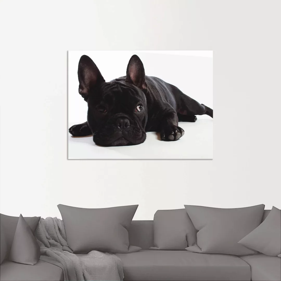 Artland Wandbild »Bulldogge«, Haustiere, (1 St.), als Alubild, Outdoorbild, günstig online kaufen