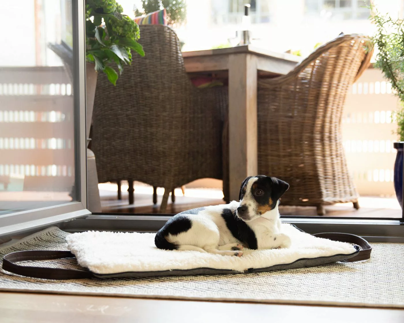 Sleepy Fox® Reisebett Sleepy Fox® Hundereisebett, Tragbares Restaurant-Hund günstig online kaufen