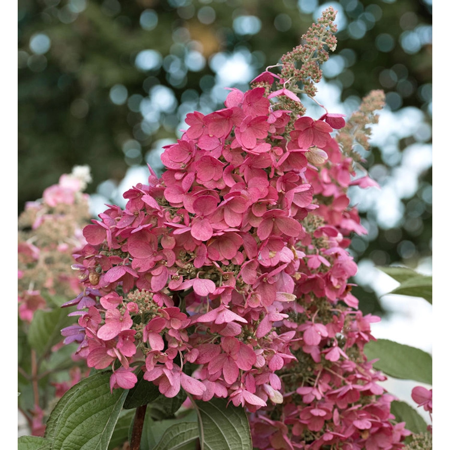 Rispenhortensie Little Rosy 60-80cm - Hydrangea paniculata günstig online kaufen