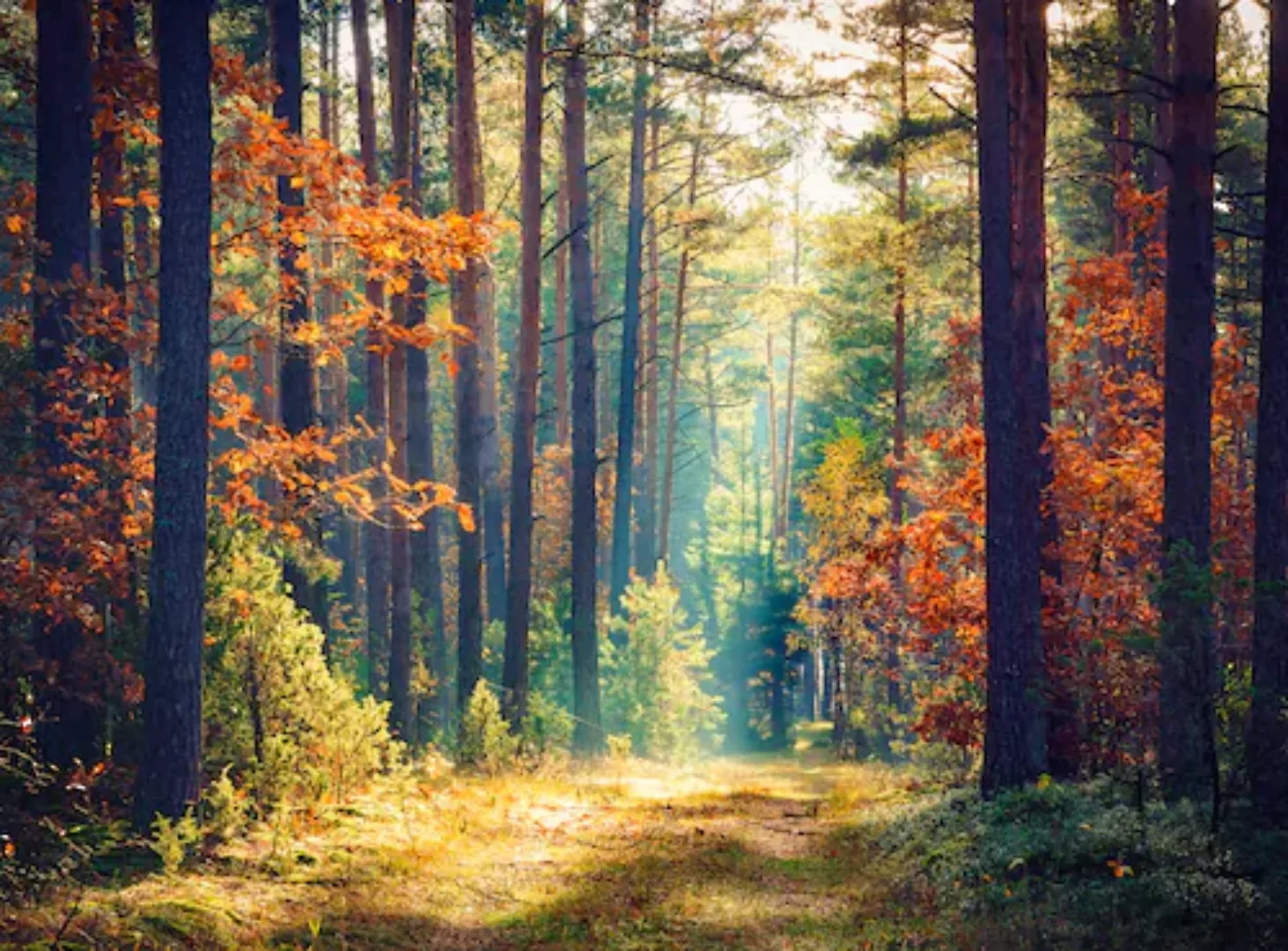 Papermoon Fototapete »Autumn Forest Sun Rays« günstig online kaufen