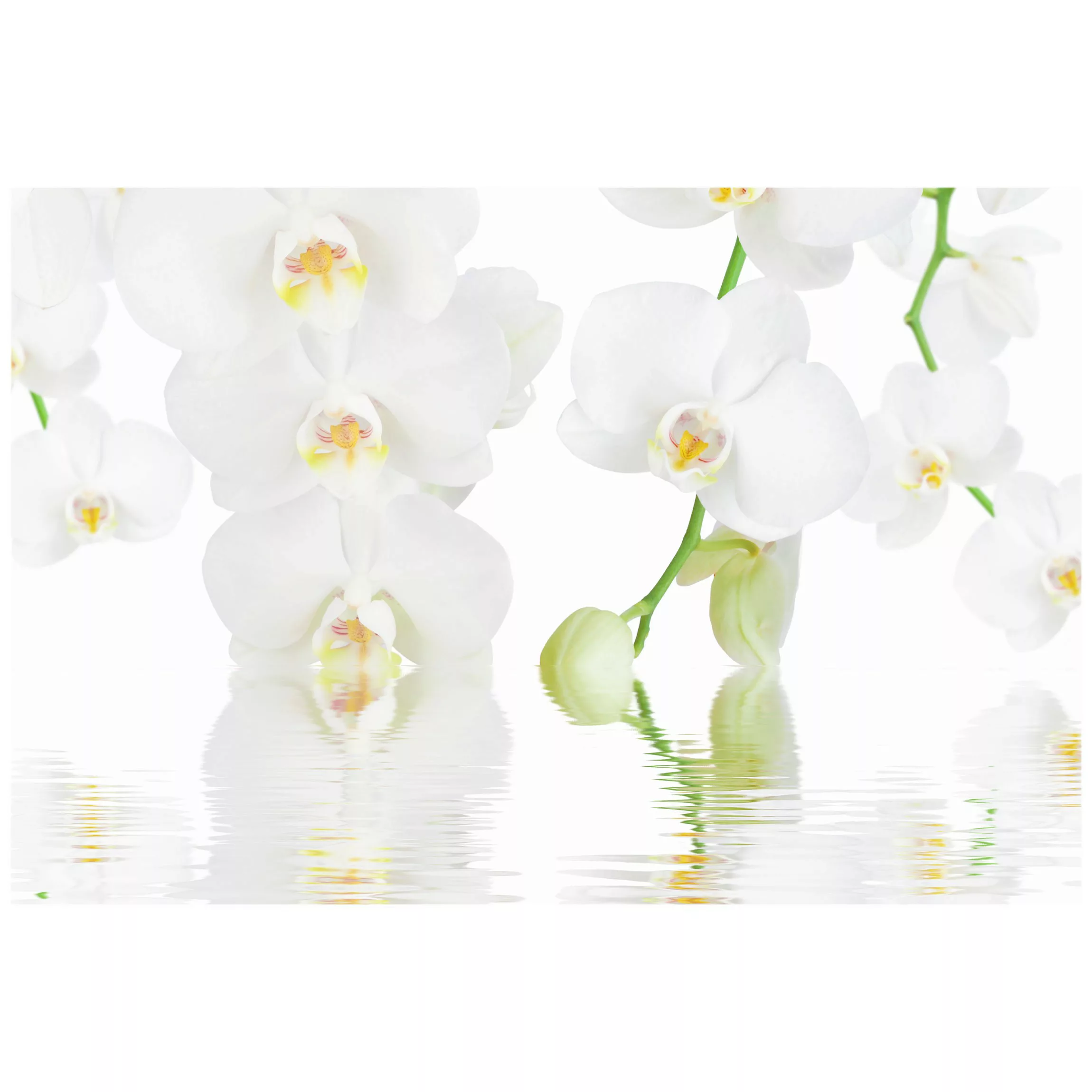 Fensterfolie Wellness Orchidee - Weiße Orchidee günstig online kaufen