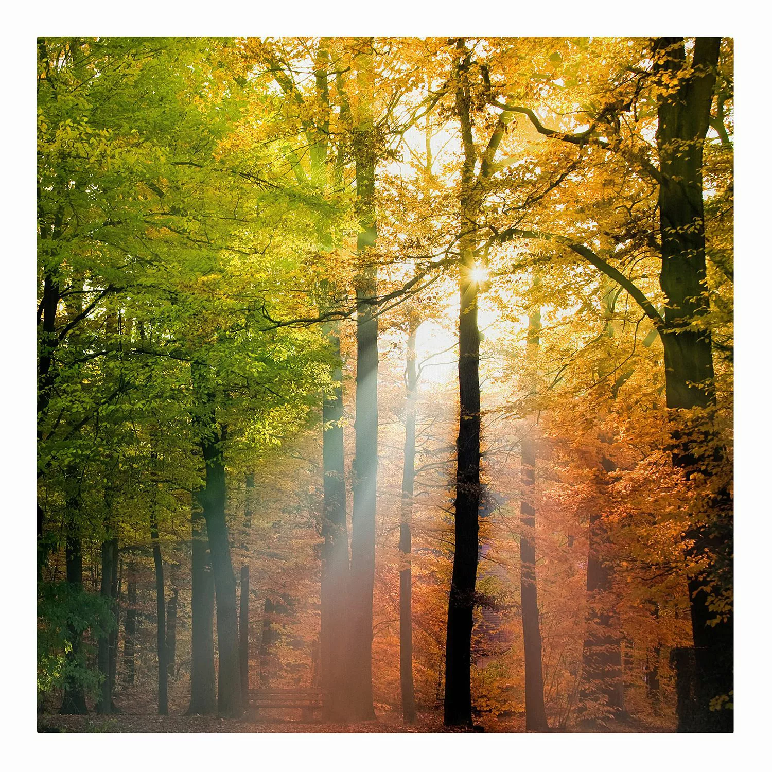 Leinwandbild Wald - Quadrat Morning Light günstig online kaufen
