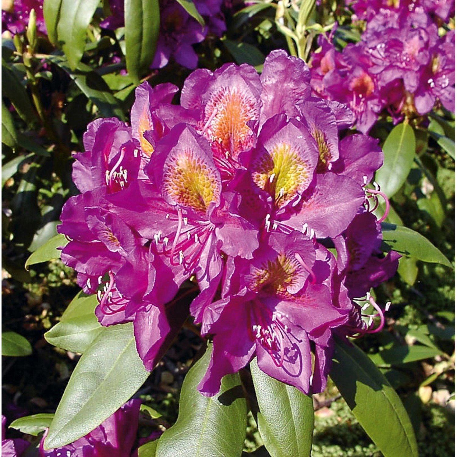 Großblumige Rhododendron Marcel Menard 25-30cm - Alpenrose günstig online kaufen