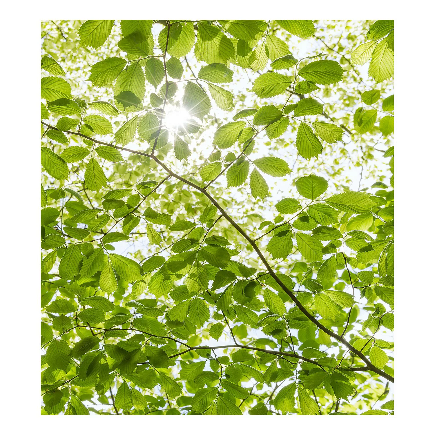 KOMAR Vlies Fototapete - Im Frühlingswald - Größe 250 x 280 cm mehrfarbig günstig online kaufen
