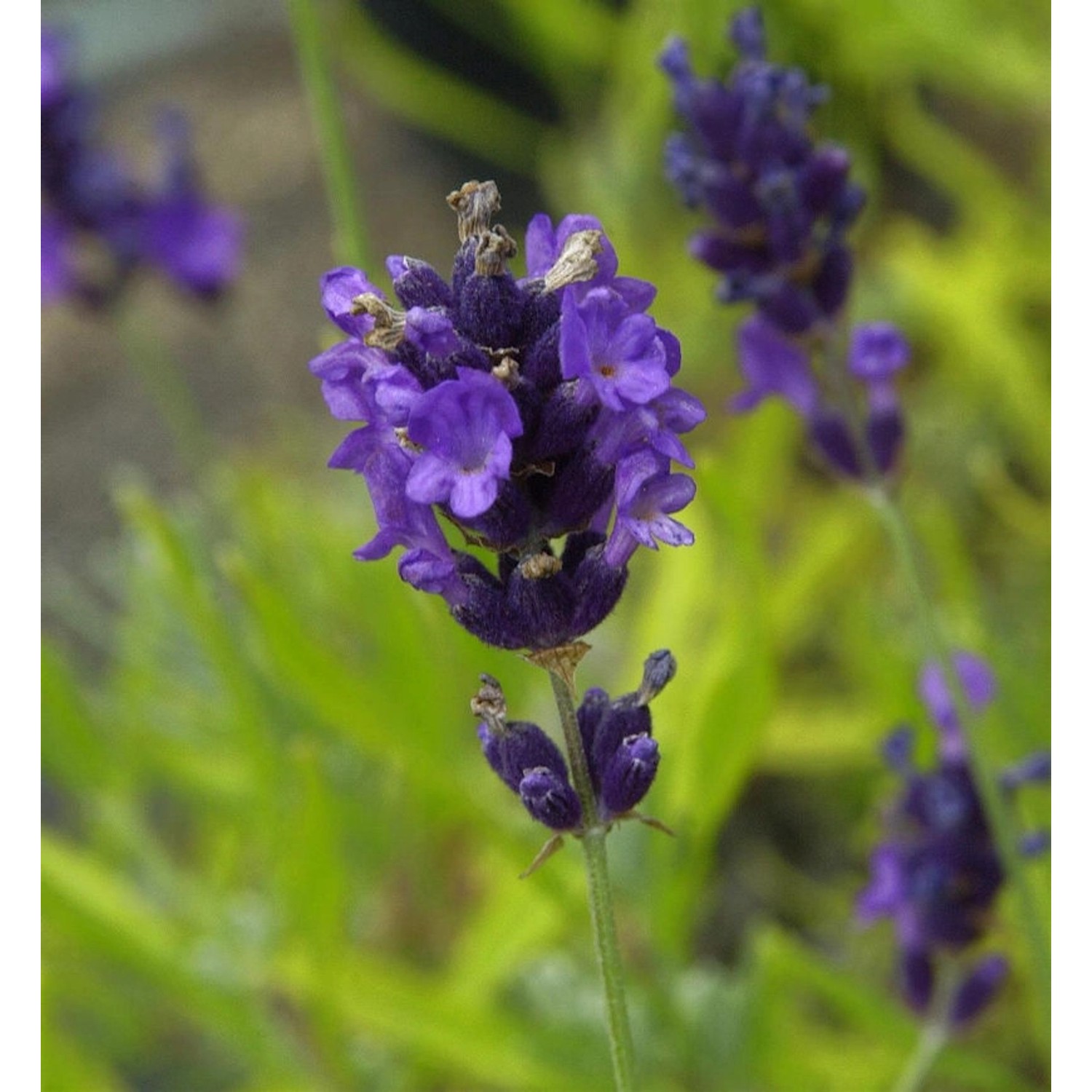 Echter Lavendel Hidcote Strain - Lavandula angustifolia günstig online kaufen