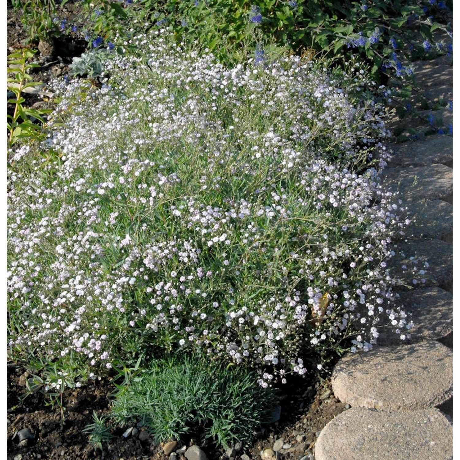 Riesenschleierkraut Starflakes - großer Topf - Gypsophila paniculata günstig online kaufen