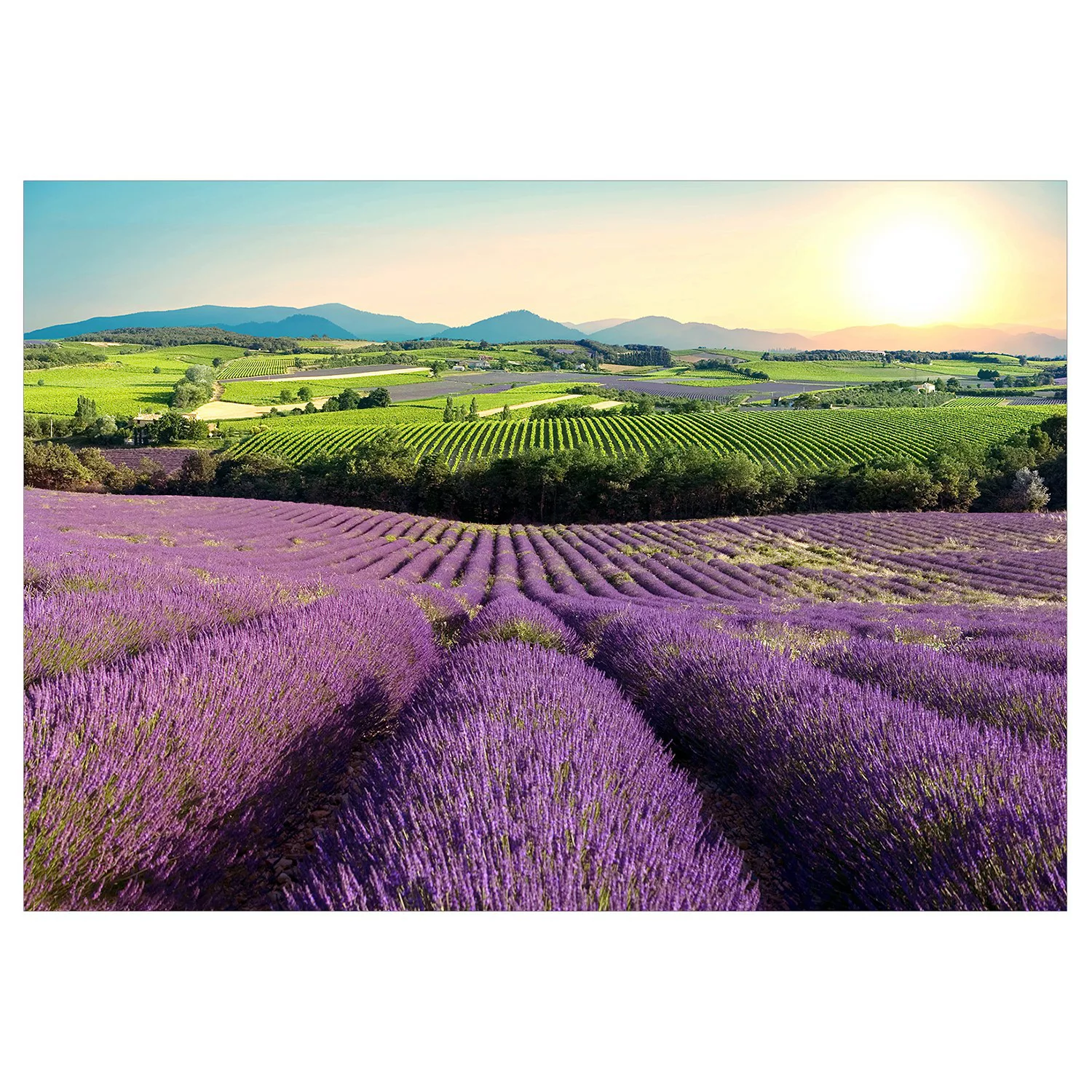 Selbstklebende Fototapete - Lavender Field günstig online kaufen