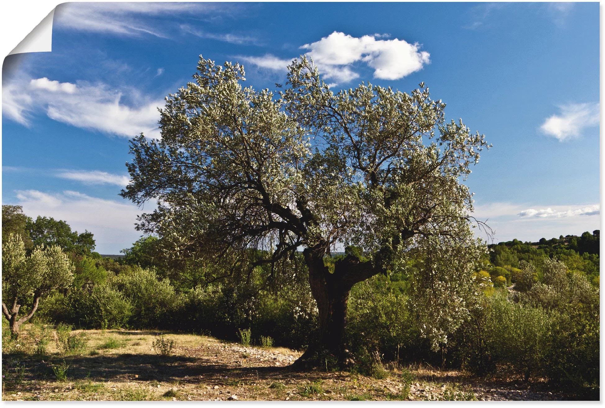 Artland Wandbild "Olivenbaum in Südfrankreich", Bäume, (1 St.) günstig online kaufen