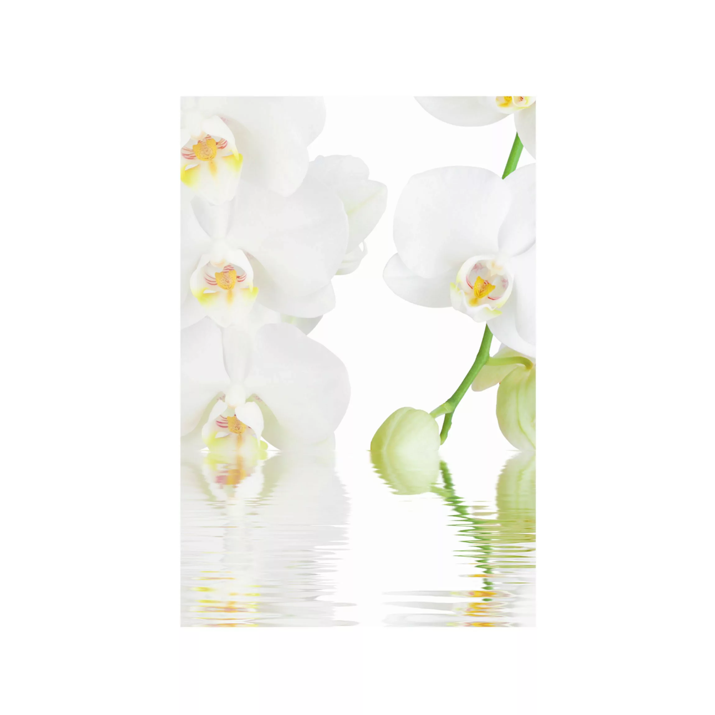 Fensterfolie Wellness Orchidee günstig online kaufen