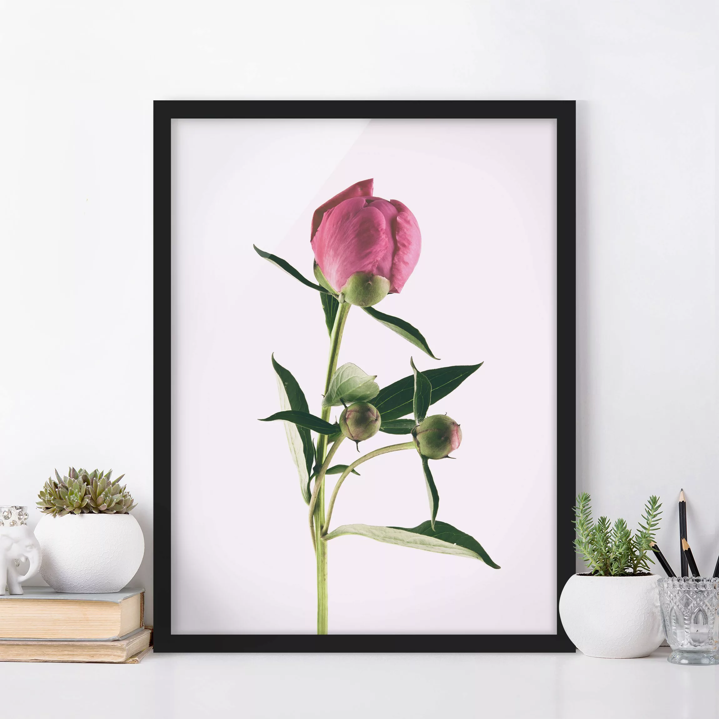 Bild mit Rahmen Blumen - Hochformat Pfingstrose Pink auf Weiß günstig online kaufen