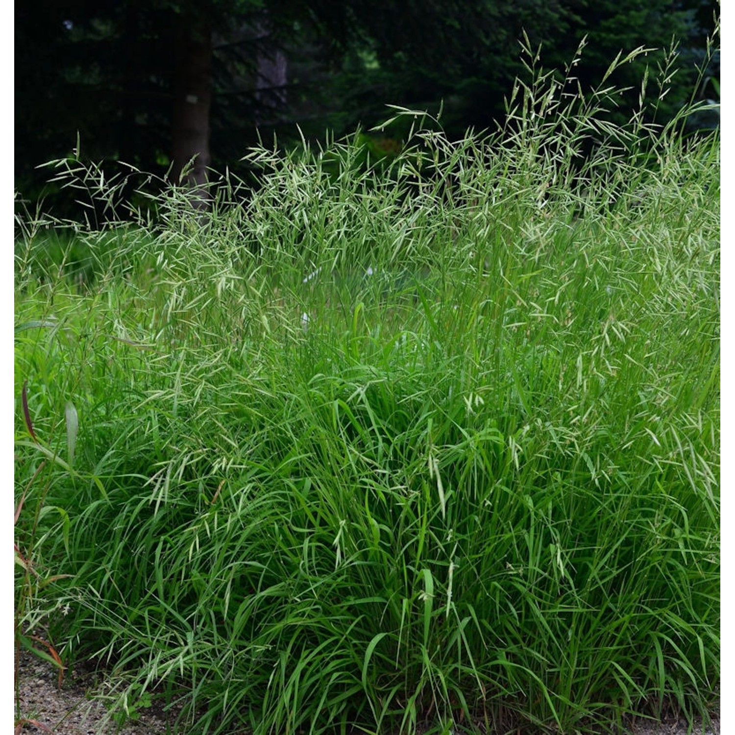 Wald Zwenke - Brachypodium sylvaticum günstig online kaufen