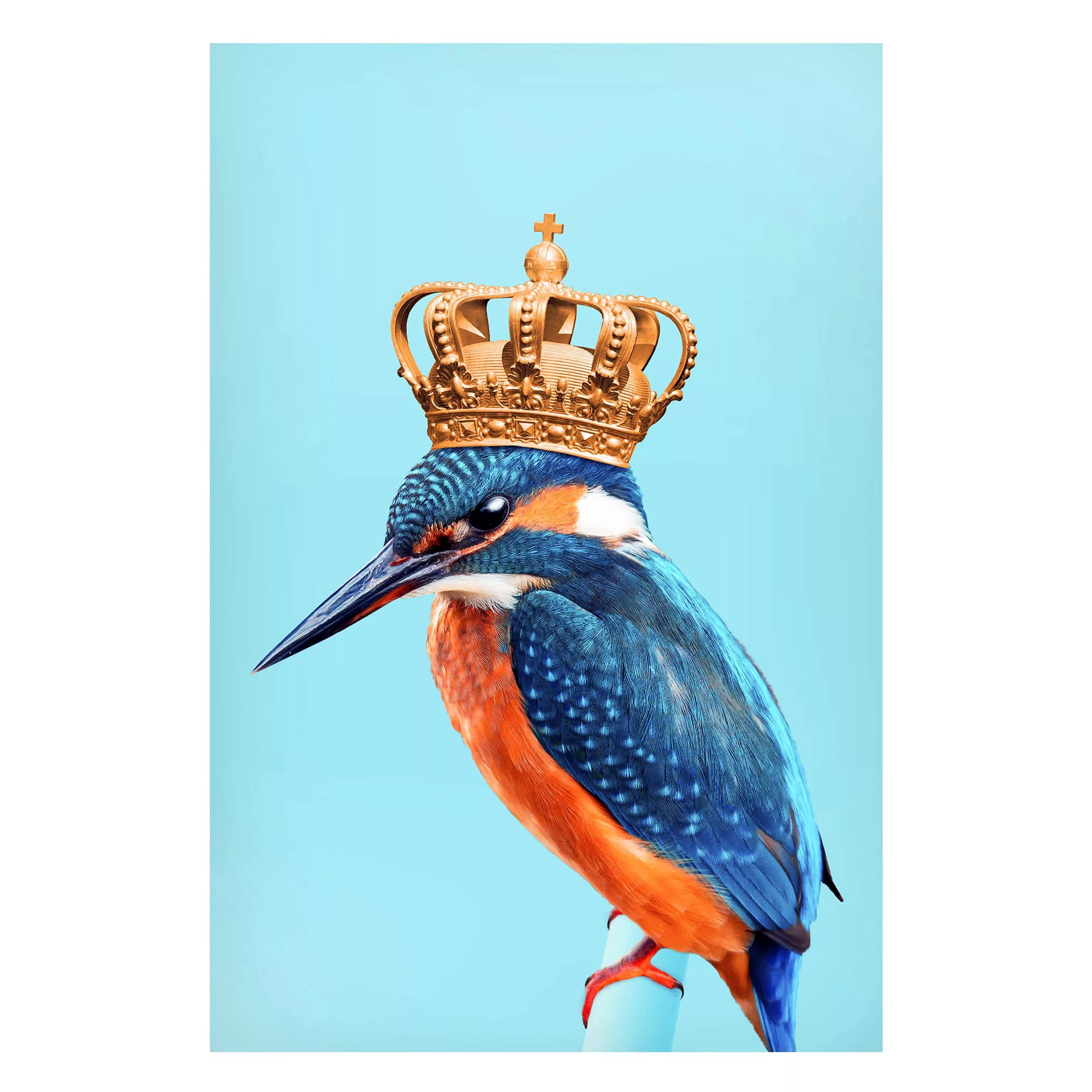 Magnettafel Tiere - Hochformat 2:3 Eisvogel mit Krone günstig online kaufen
