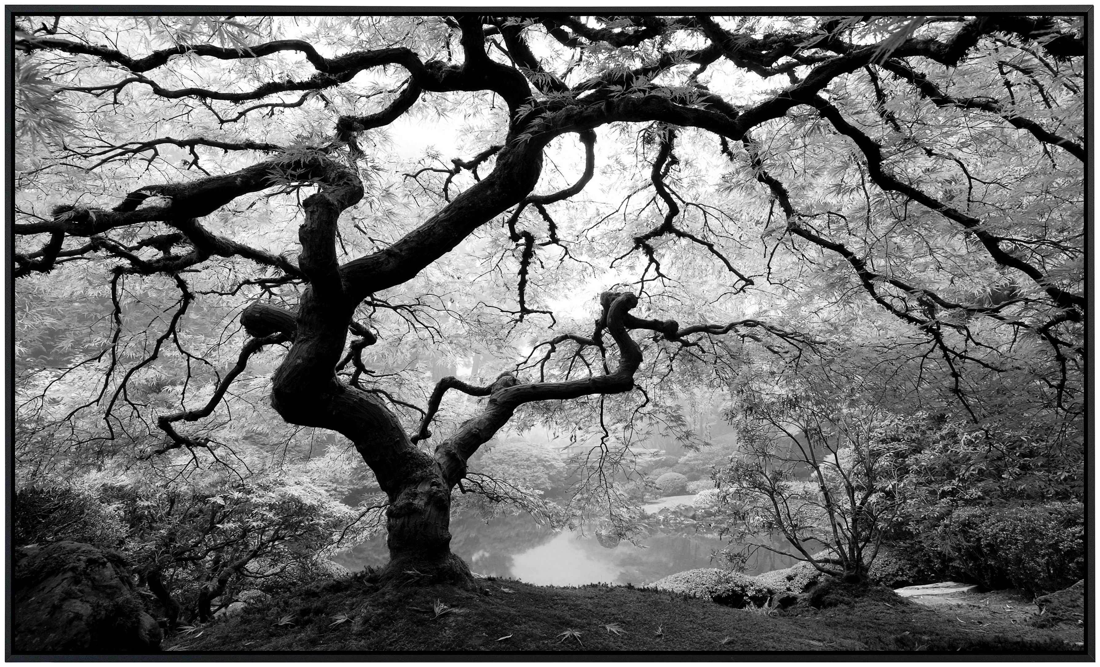 Papermoon Infrarotheizung »Waldbaum schwarz & weiß«, sehr angenehme Strahlu günstig online kaufen