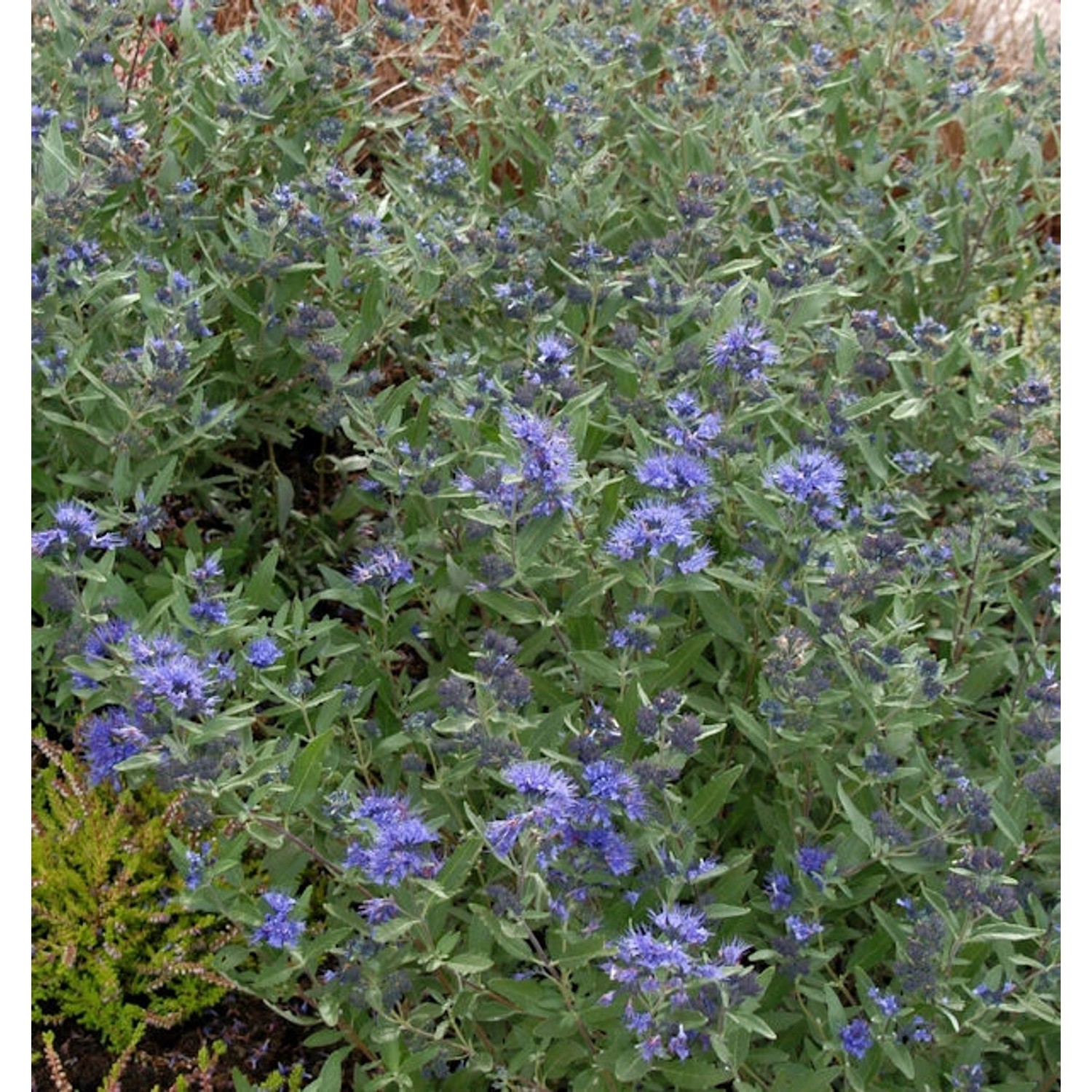 Bartblume Kew Blue 30-40cm - Caryopteris clandonensis günstig online kaufen