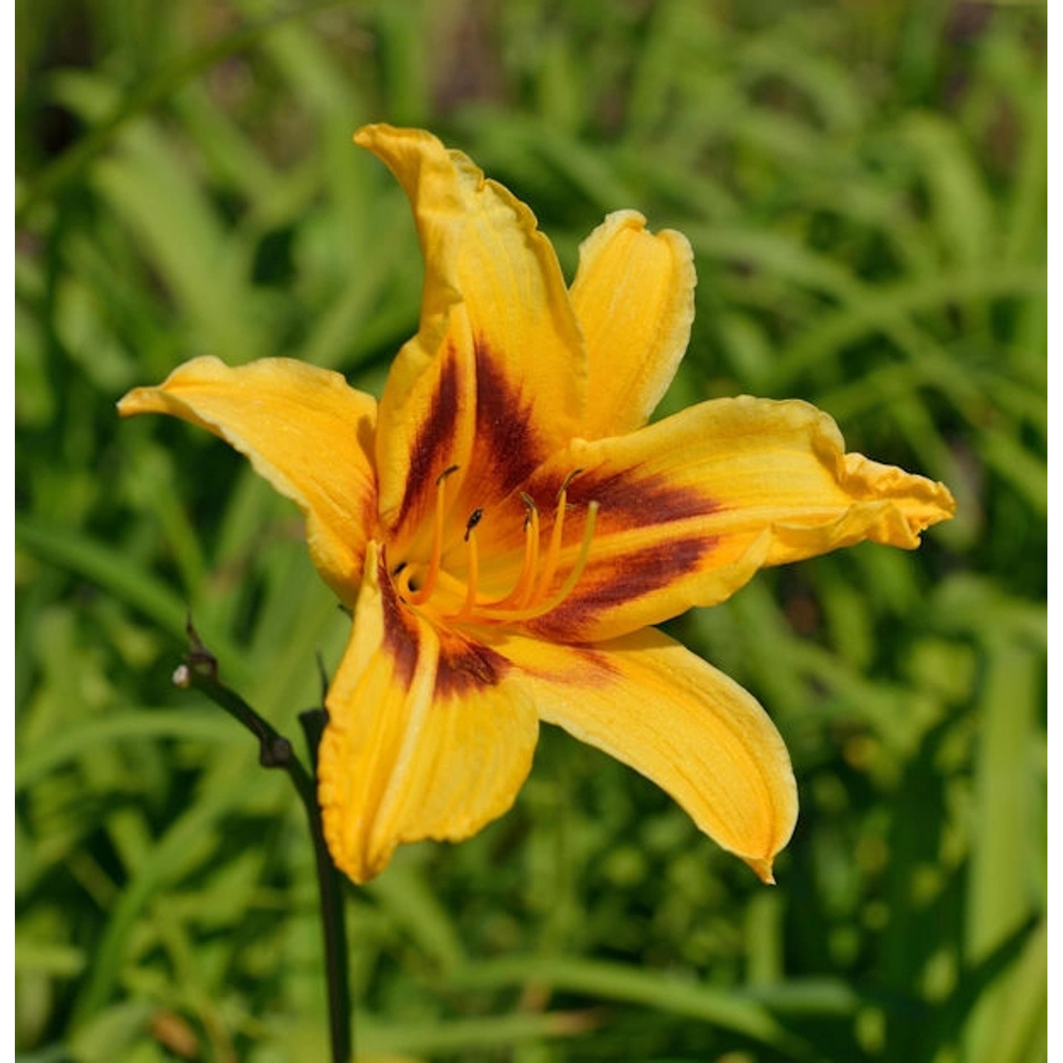 Taglilie Bonanza - Hemerocallis günstig online kaufen