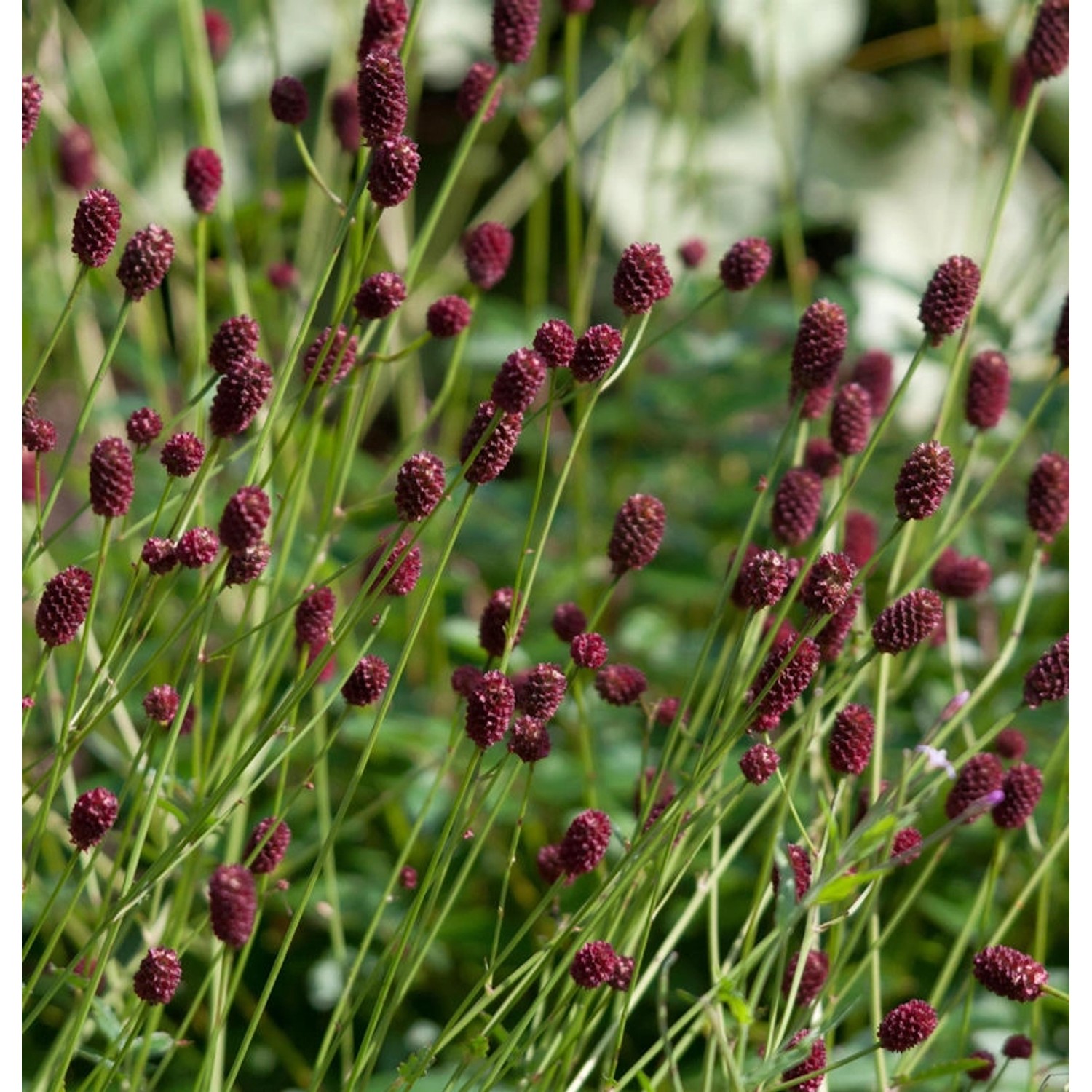 Großer Wiesenknopf - Sanguisorba officinalis günstig online kaufen