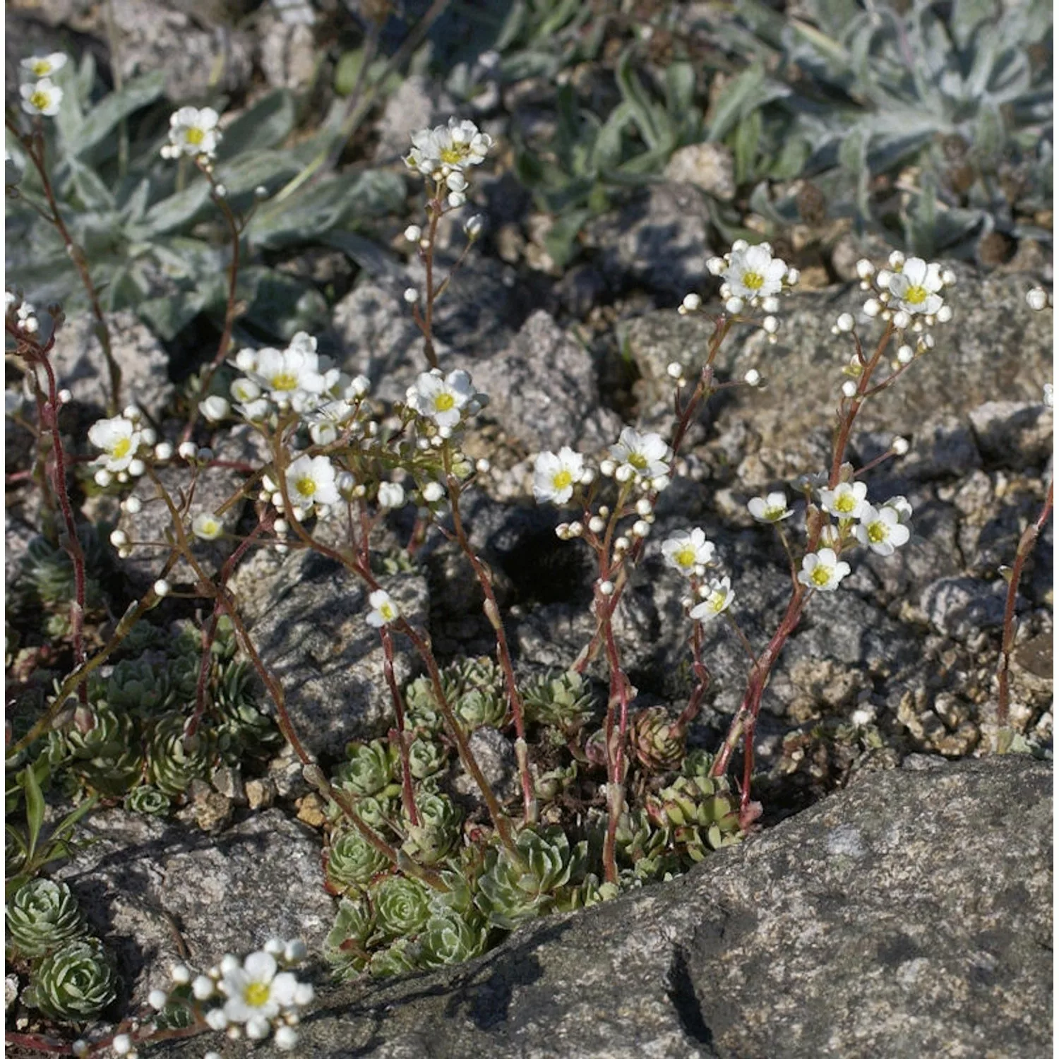 Immergrüner Steinbrech - Saxifraga paniculata günstig online kaufen