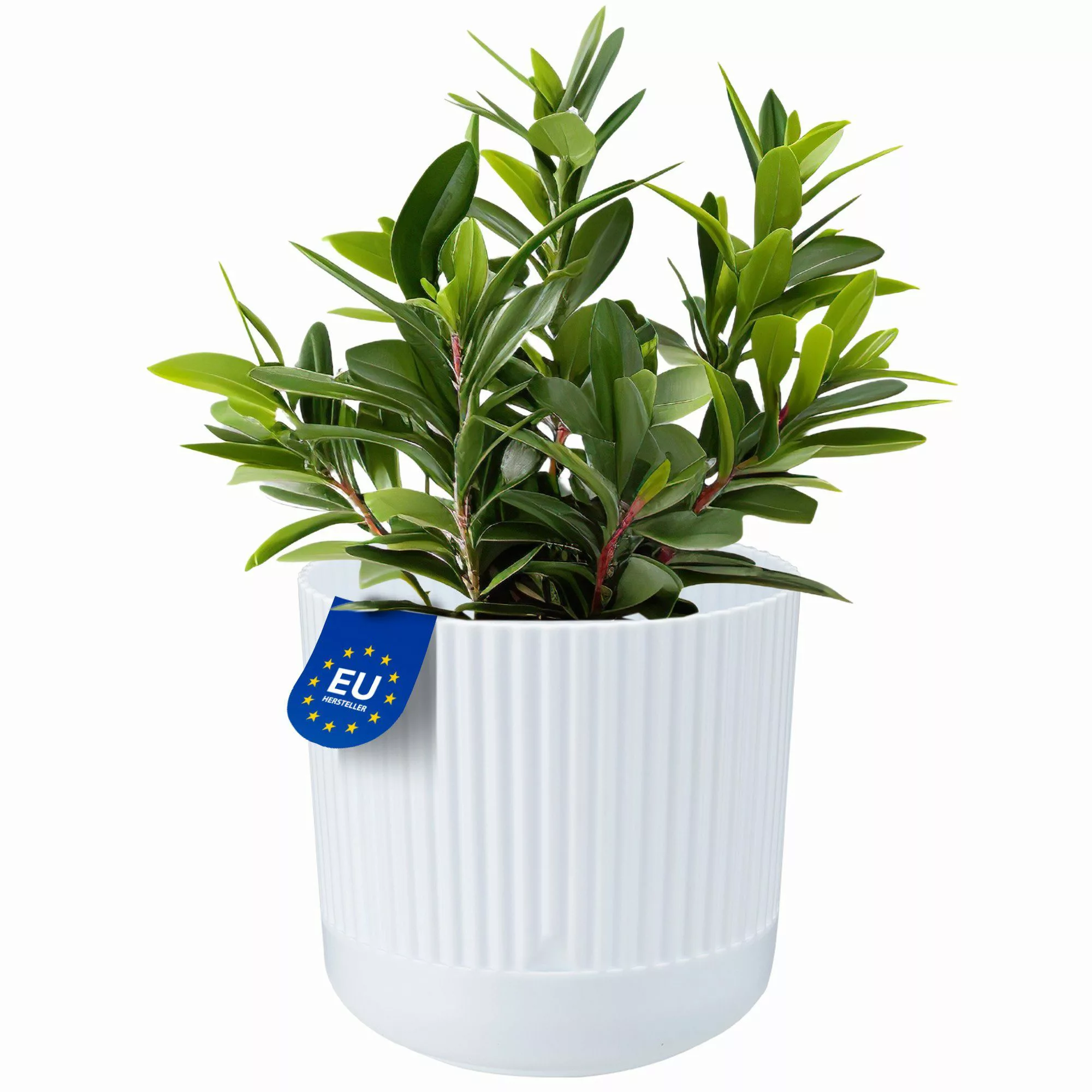 KONZEPT Blumentopf mit Untersetzer, 16 cm günstig online kaufen