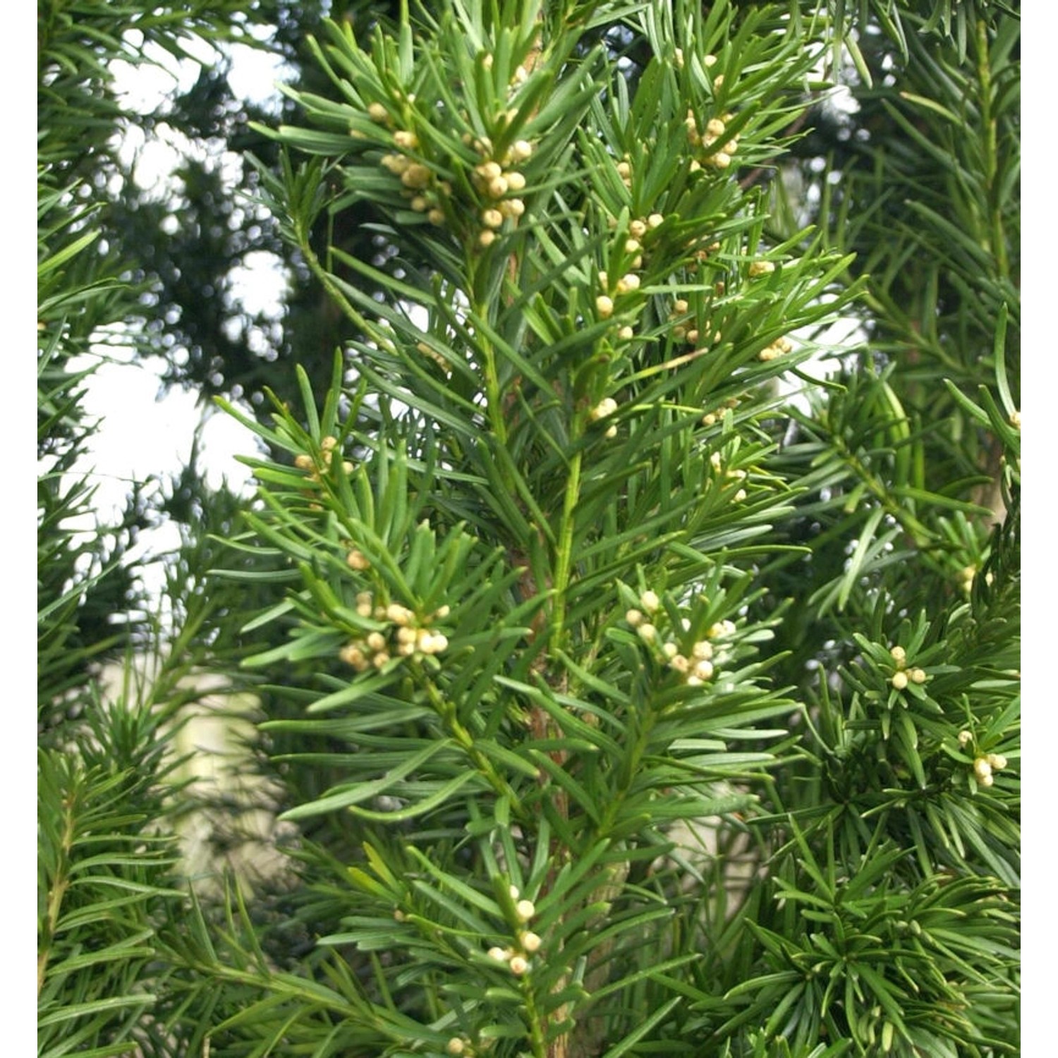 Eibe Kazio 80-100cm - Taxus media günstig online kaufen