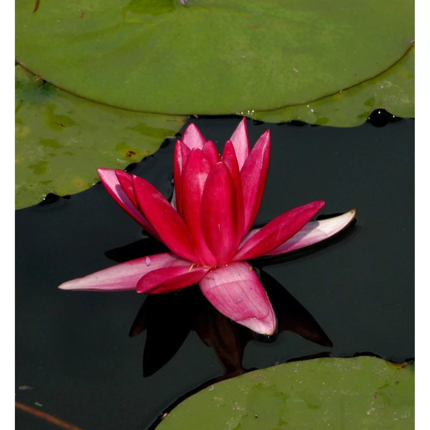 Zwerg Seerose Rubra - Nymphaea pygmaea günstig online kaufen